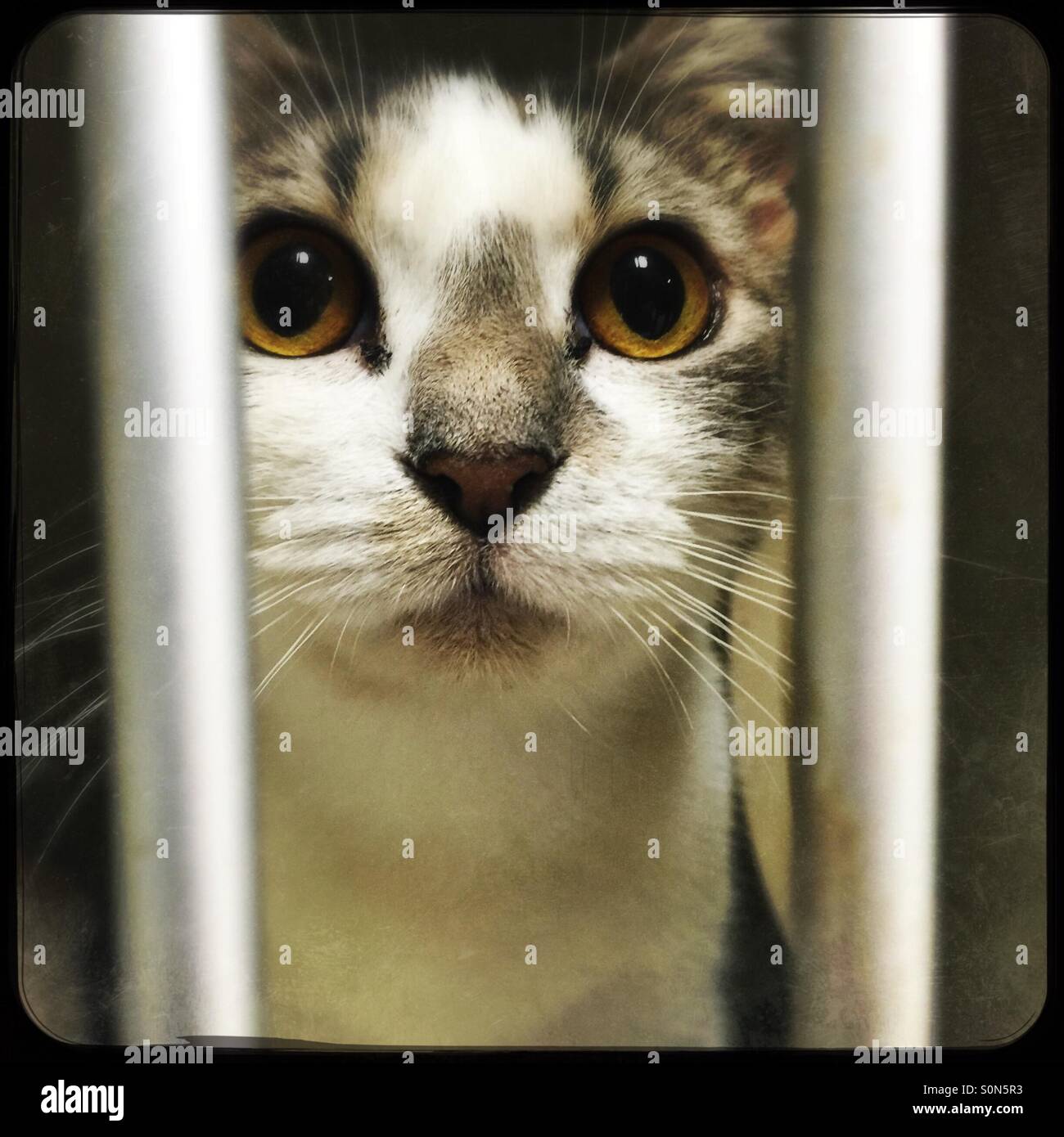 Please adopt me - Smartphone Captured Stock Image