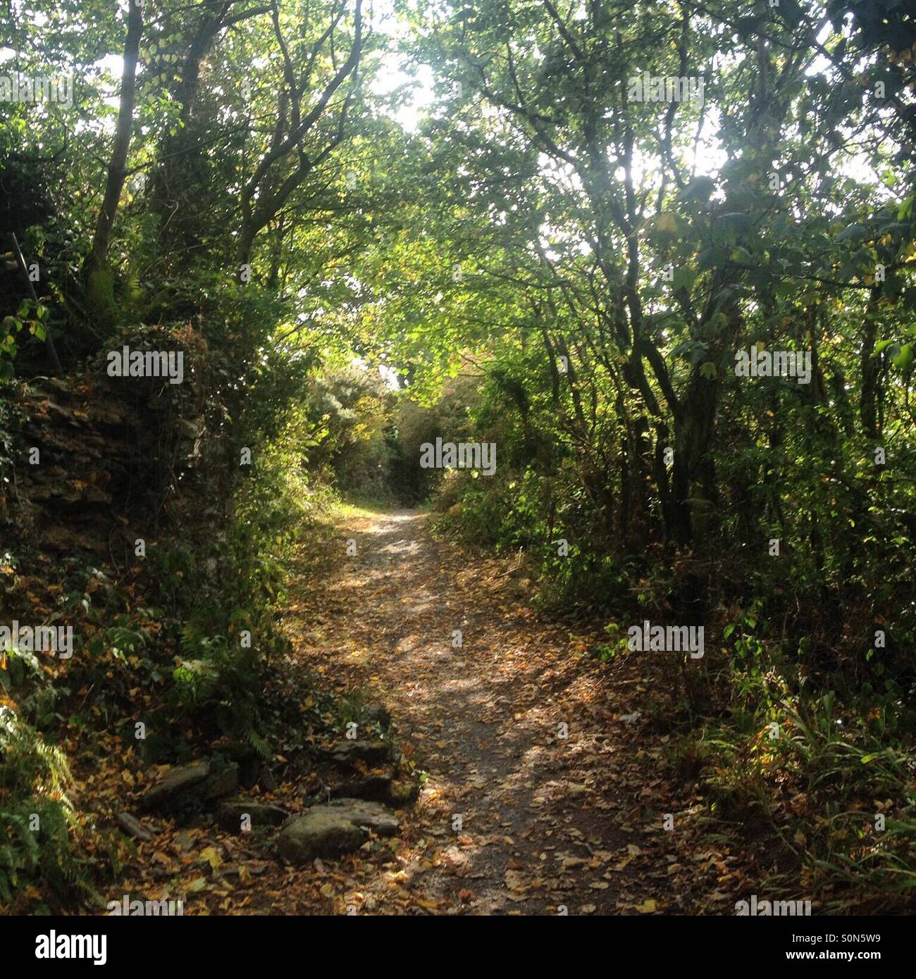 Fall walking trail Stock Photo - Alamy