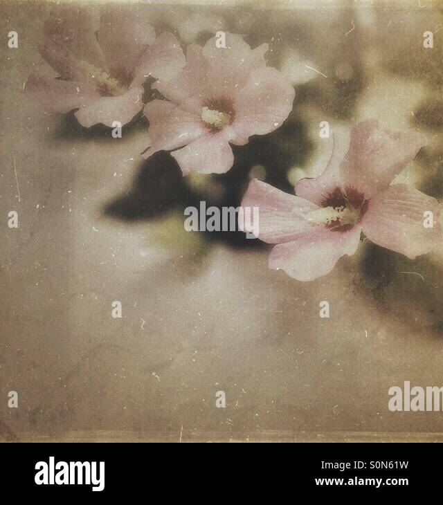 Rose of Sharon flowers with antique edit Stock Photo - Alamy