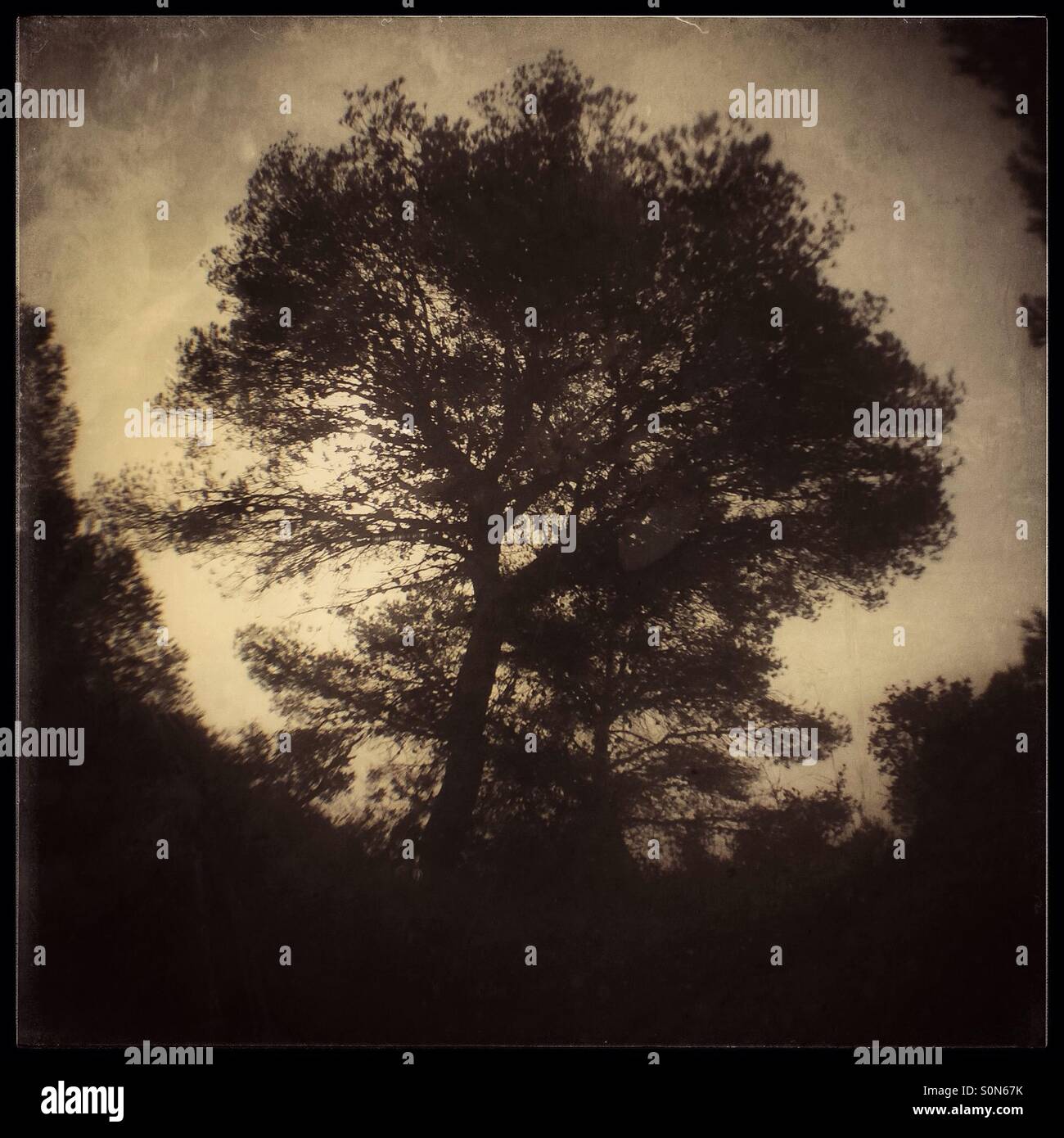 Pine tree in the fog, Catalonia, Spain. - Smartphone Captured Stock Image