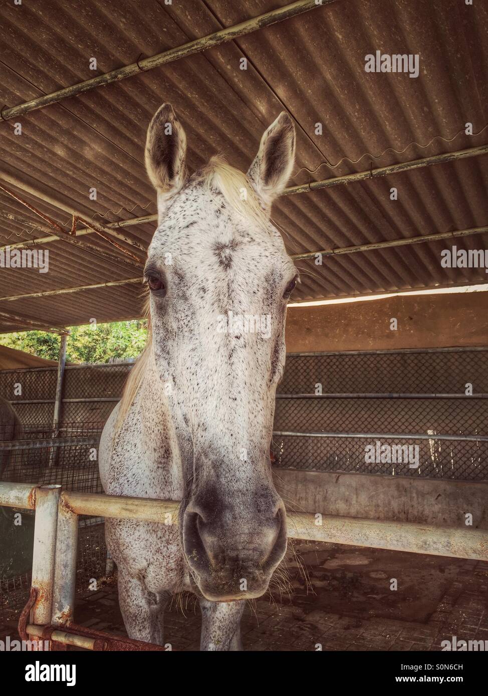Horse in a stable - Smartphone Captured Stock Image