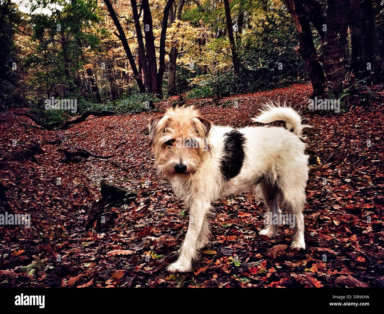 Dog in the woods hi-res stock photography and images - Alamy