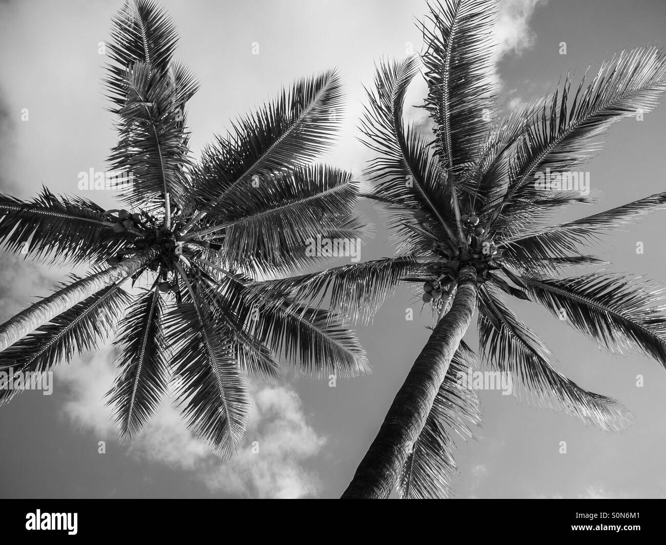 Coconut Trees in Black and white Stock Photo