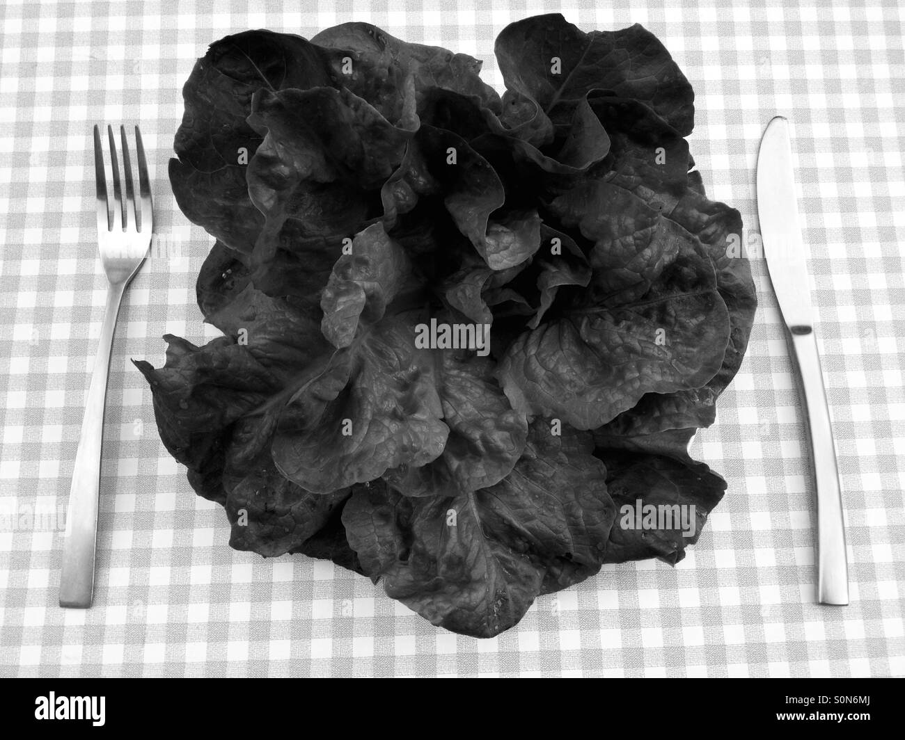 Organic home grown lettuce - Smartphone Captured Stock Image