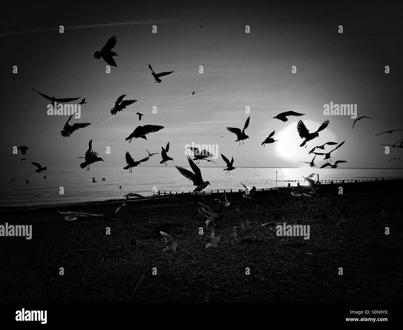 Black And White Gulls Hi-res Stock Photography And Images - Alamy