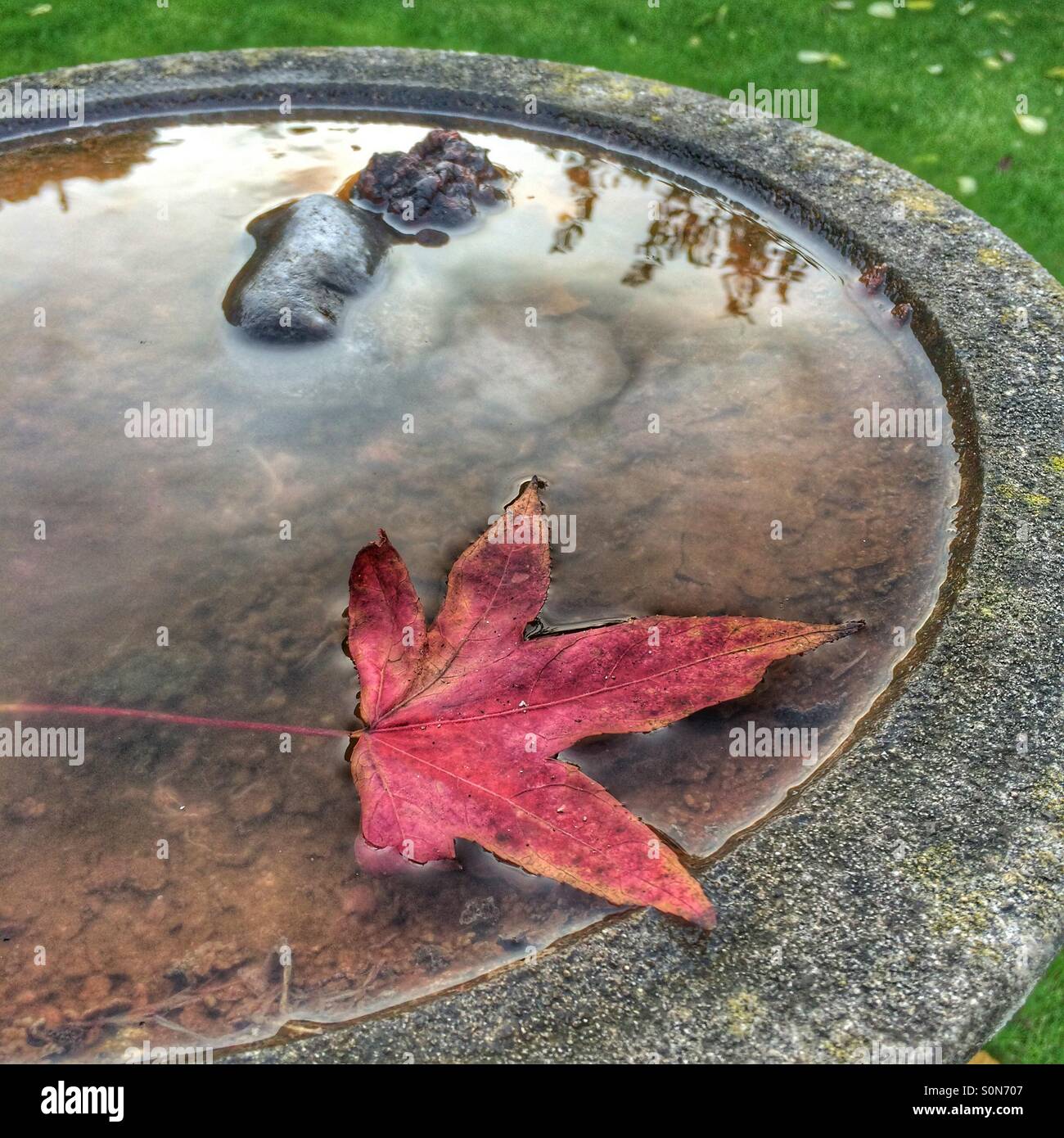 Red autumn leaf in water filled bird bath showing reflections on waters surface Stock Photo
