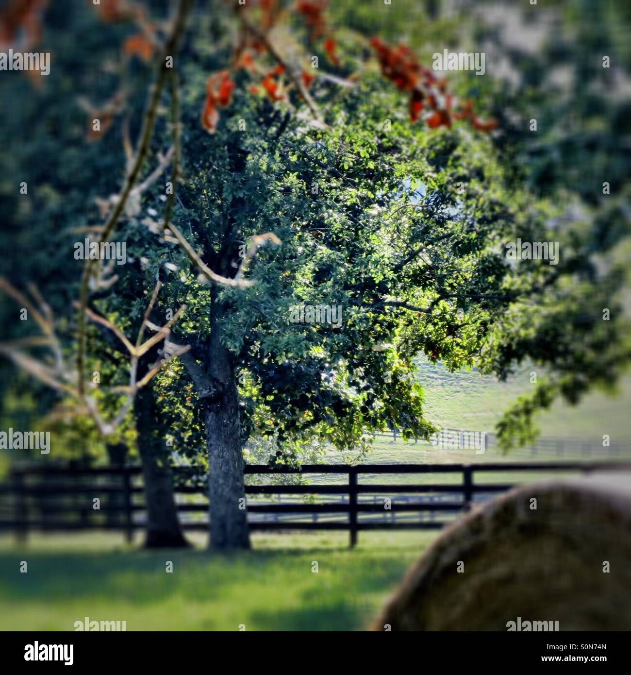 Fences and trees hi-res stock photography and images - Alamy