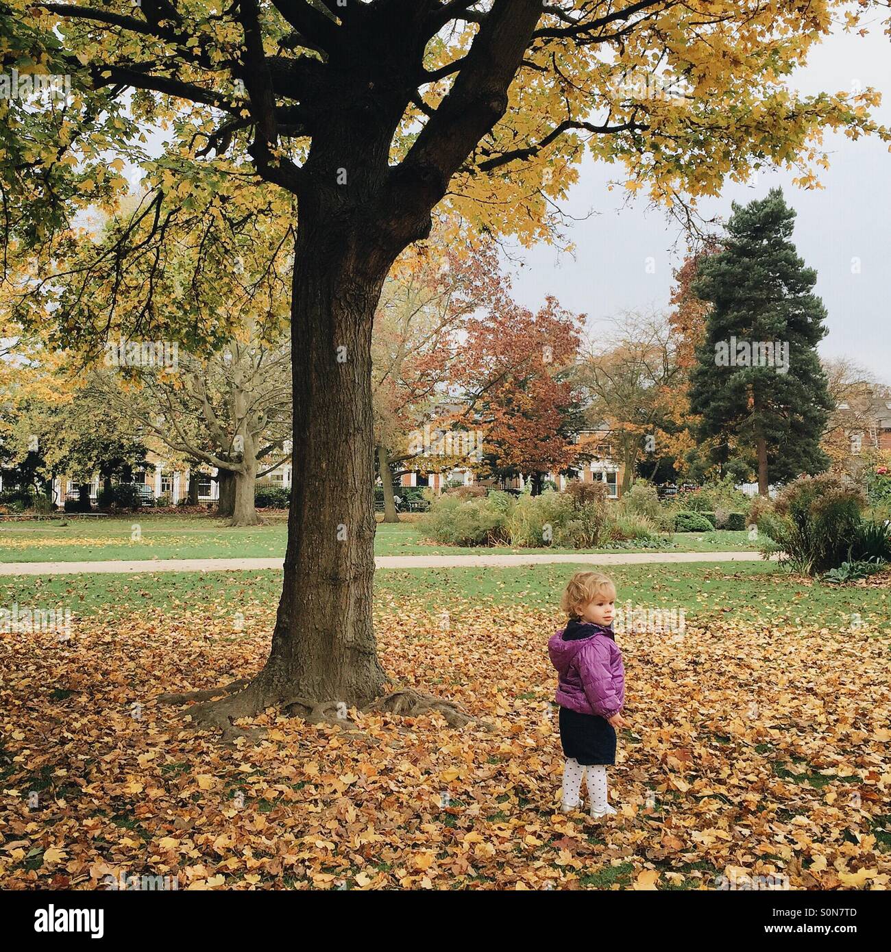 20 month old Alice Young plays amongst the Autumn leaves in Wimbledon, London. - Smartphone Captured Stock Image