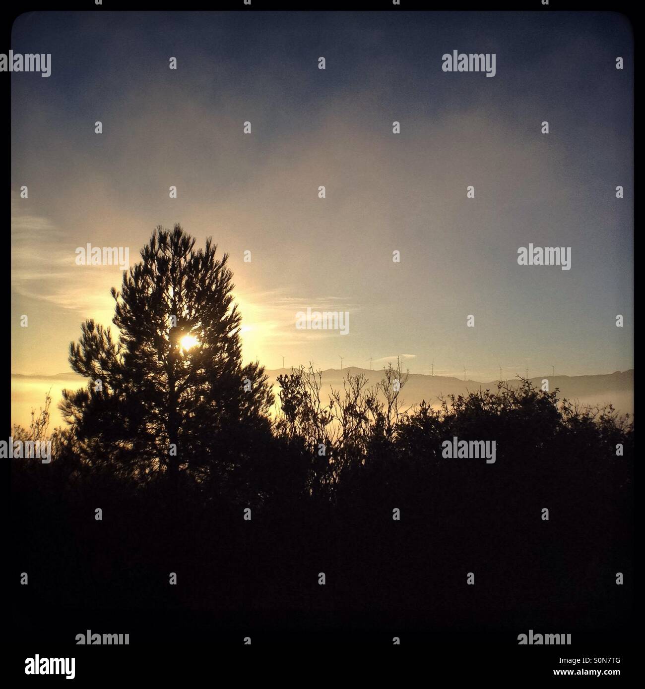 Sunrise through the pine trees with a view of the mountains from above the fog, Catalonia, Spain. - Smartphone Captured Stock Image
