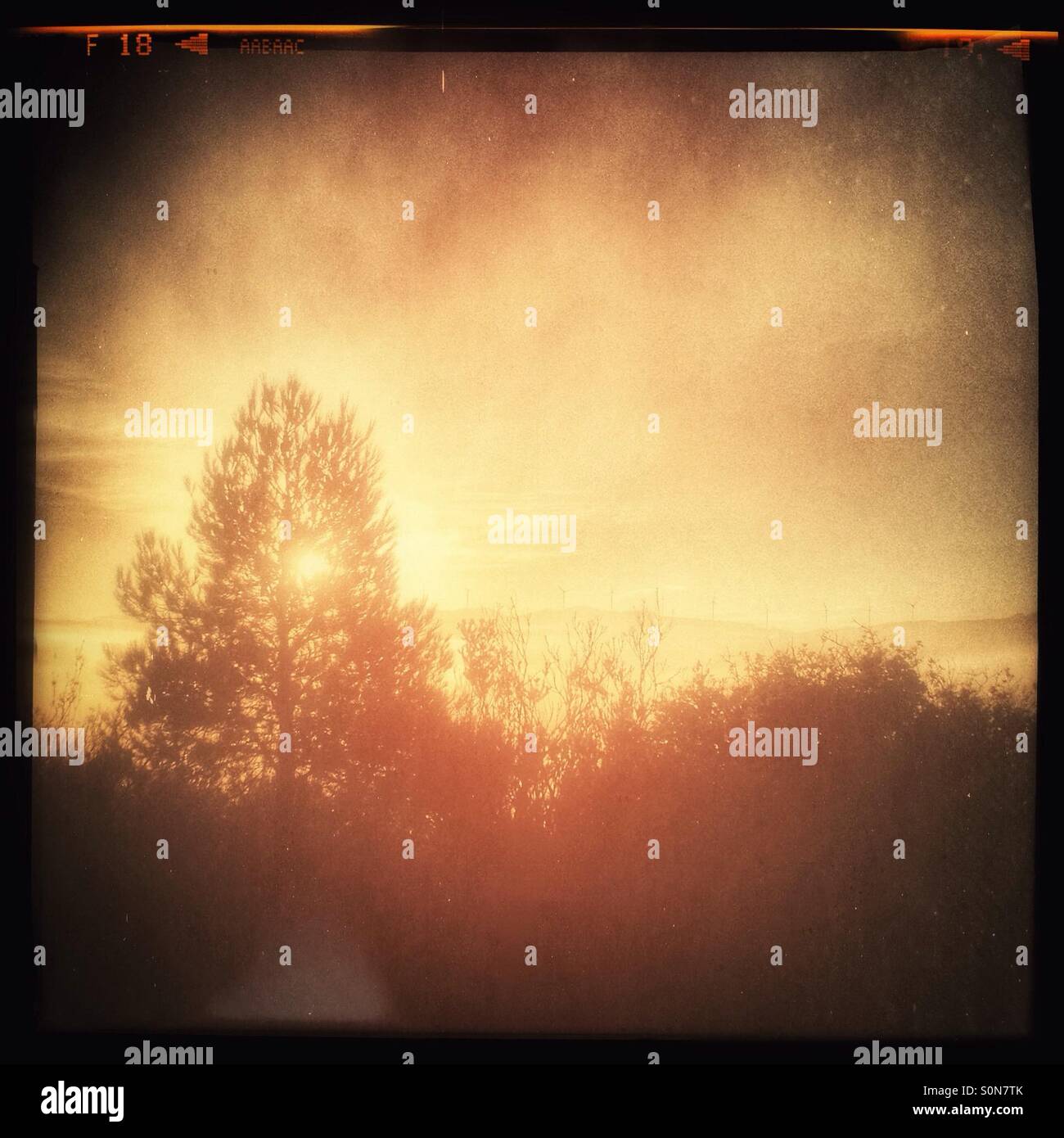 Sunrise through the pine trees with a view of the mountains from above the fog, Catalonia, Spain. - Smartphone Captured Stock Image