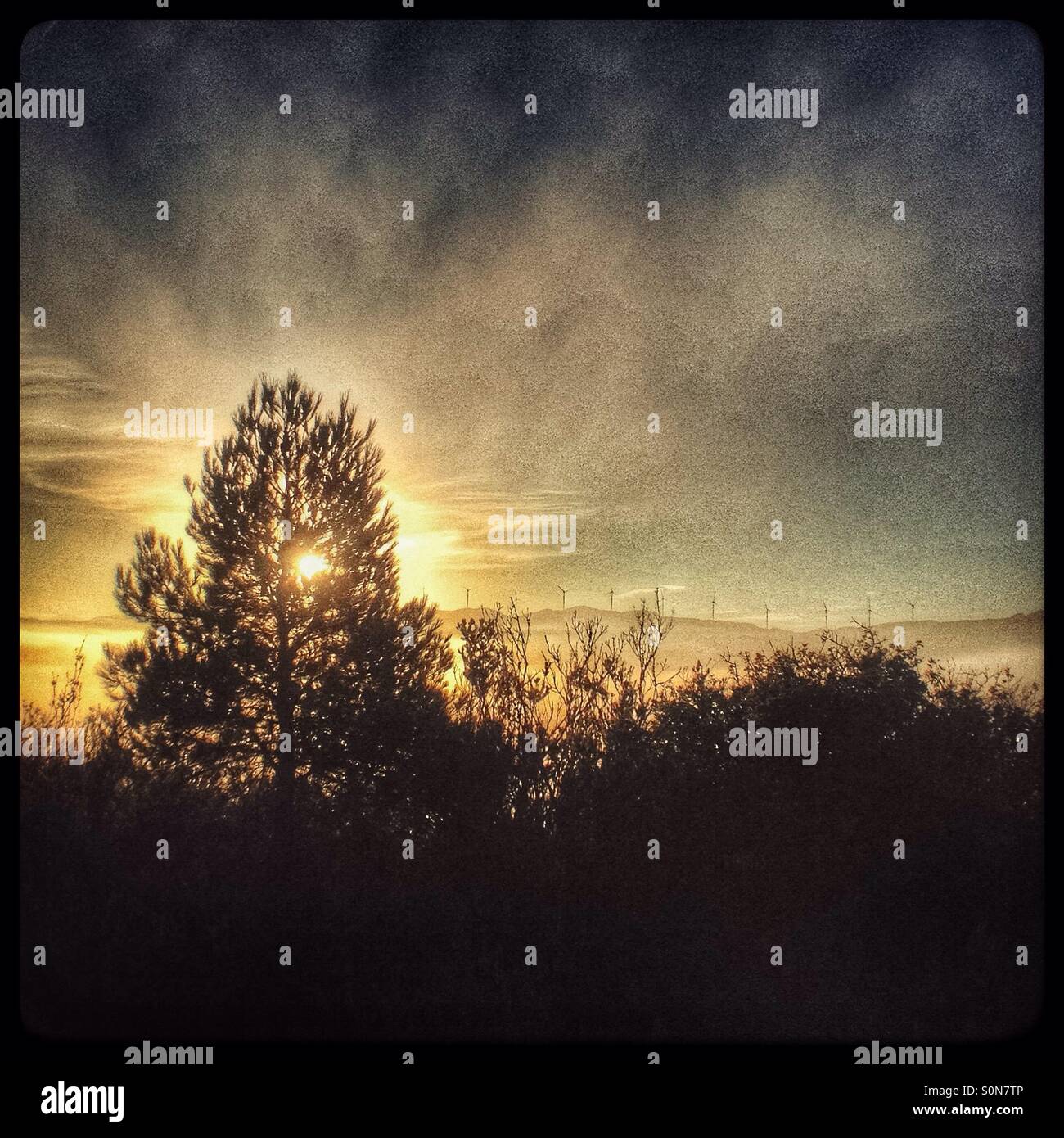 Sunrise through the pine trees with a view of the mountains from above the fog, Catalonia, Spain. - Smartphone Captured Stock Image
