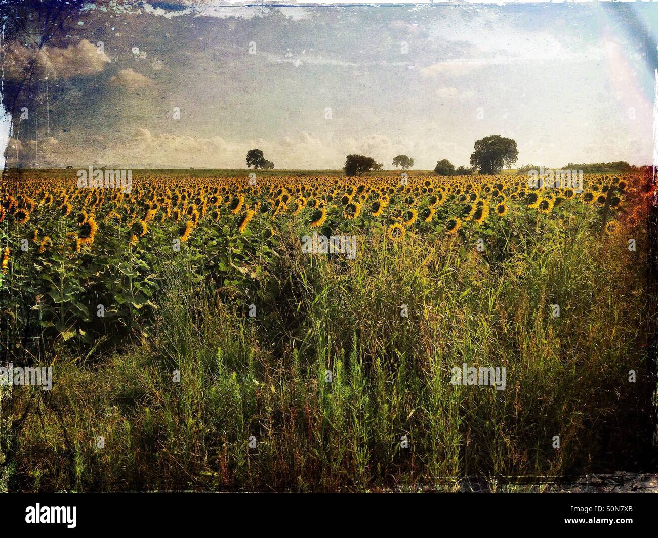 Watching the landscape at sunflower field Stock Photo