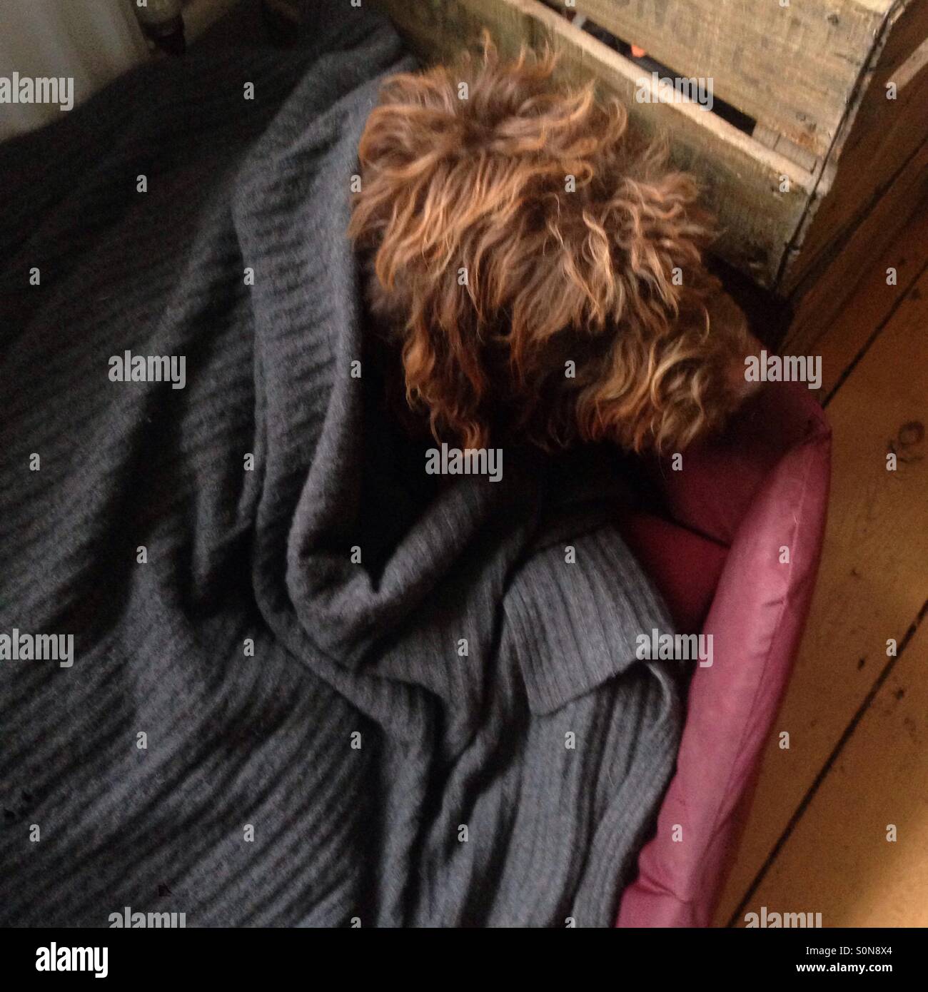 Labradoodle dog tucked up in bed under a blanket - Smartphone Captured Stock Image