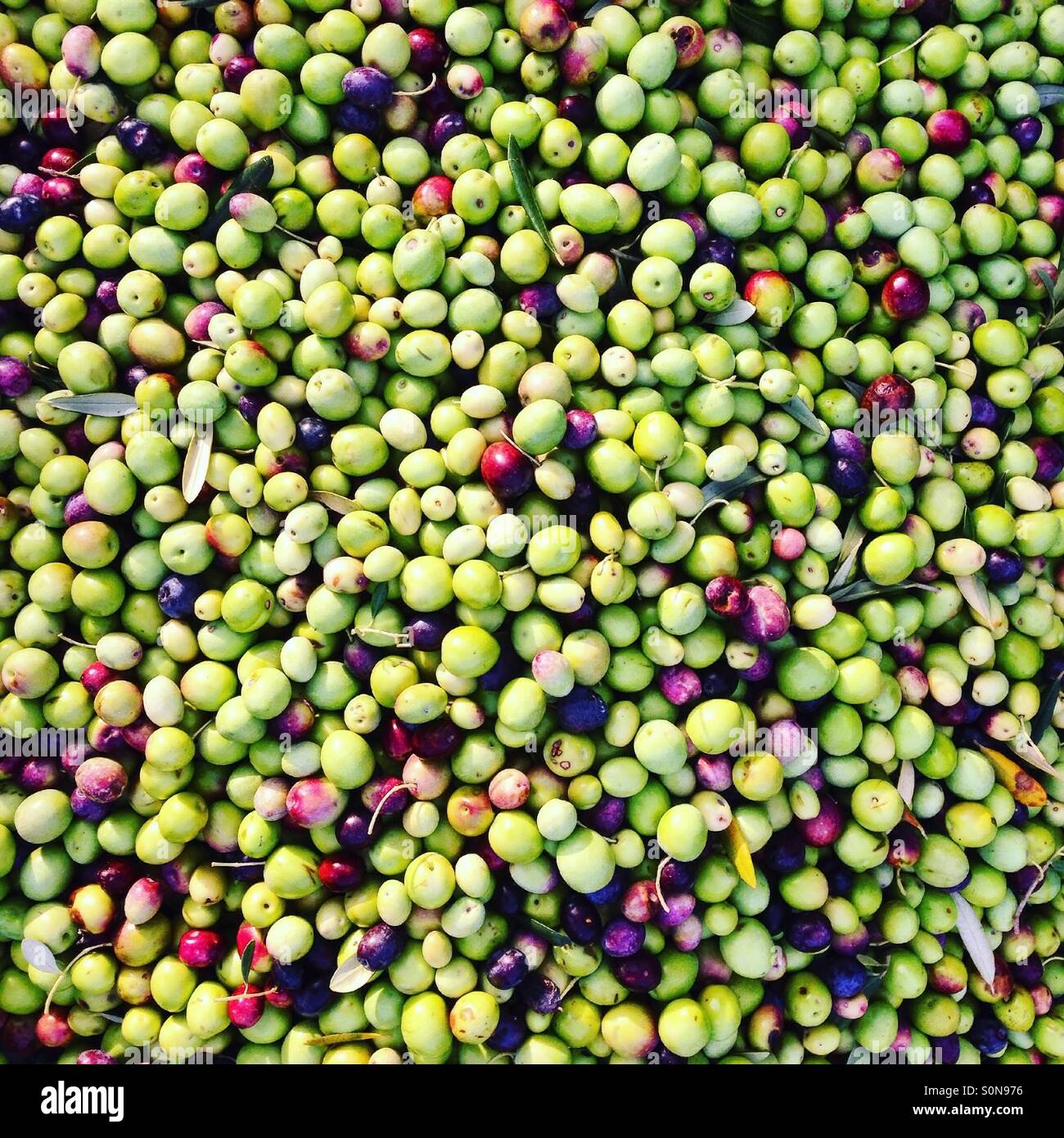 Olive fruits hires stock photography and images Alamy