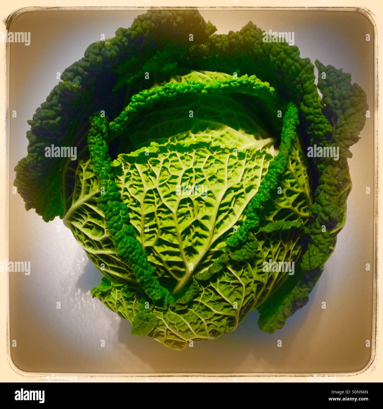 Savoy cabbage - Smartphone Captured Stock Image