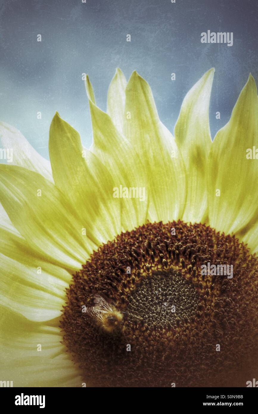 A honey bee hunting for pollen on a dying, decaying sunflower. - Smartphone Captured Stock Image
