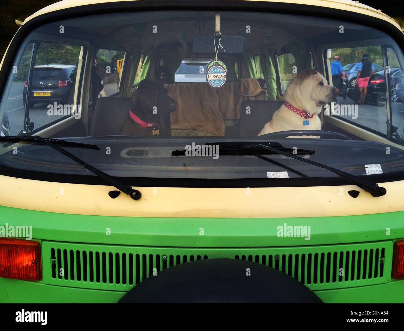 Two dogs sitting on the front seats of a VW campervan - Smartphone Captured Stock Image