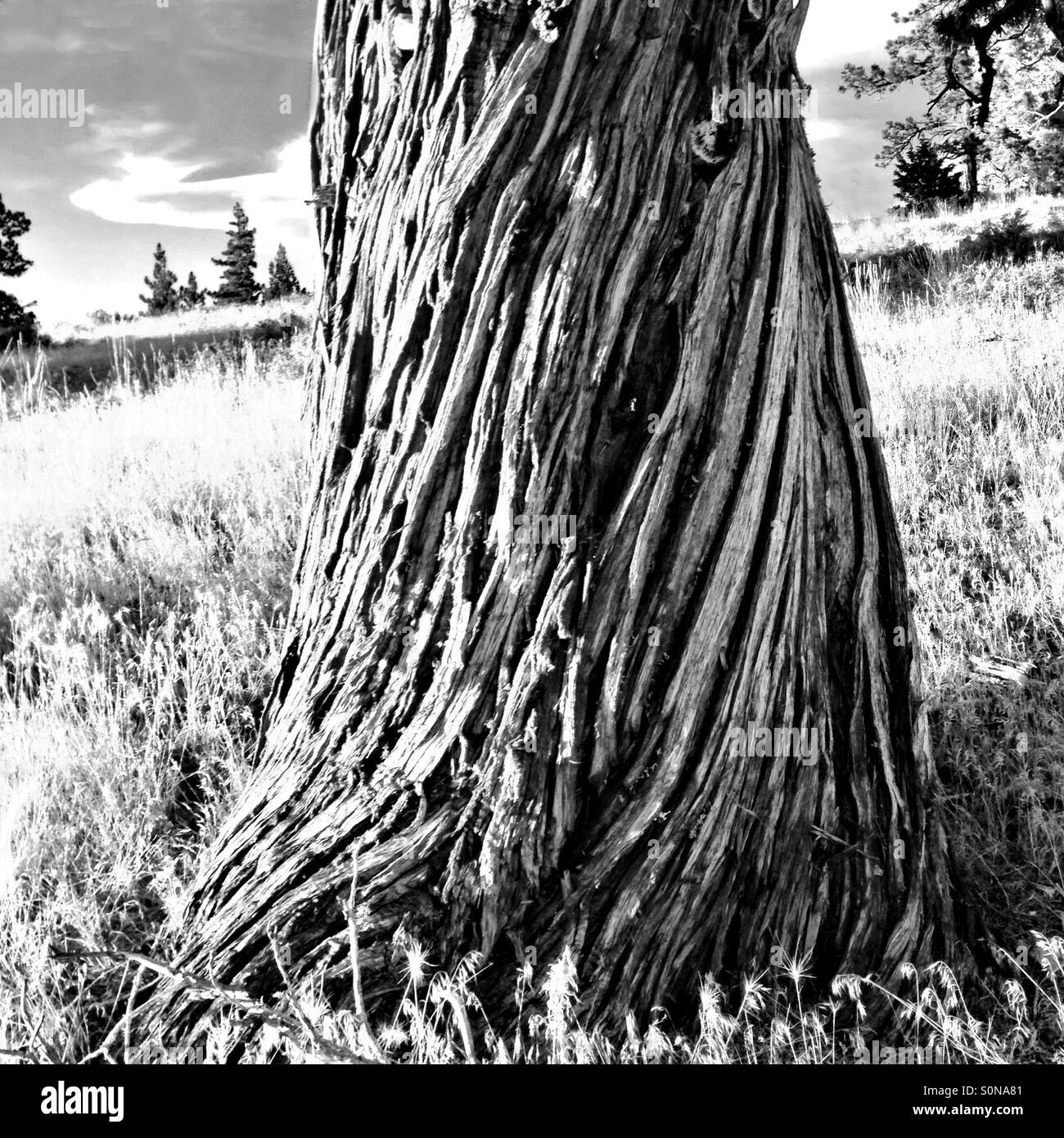 Twisted bark of large cedar tree, in black and white - Smartphone Captured Stock Image