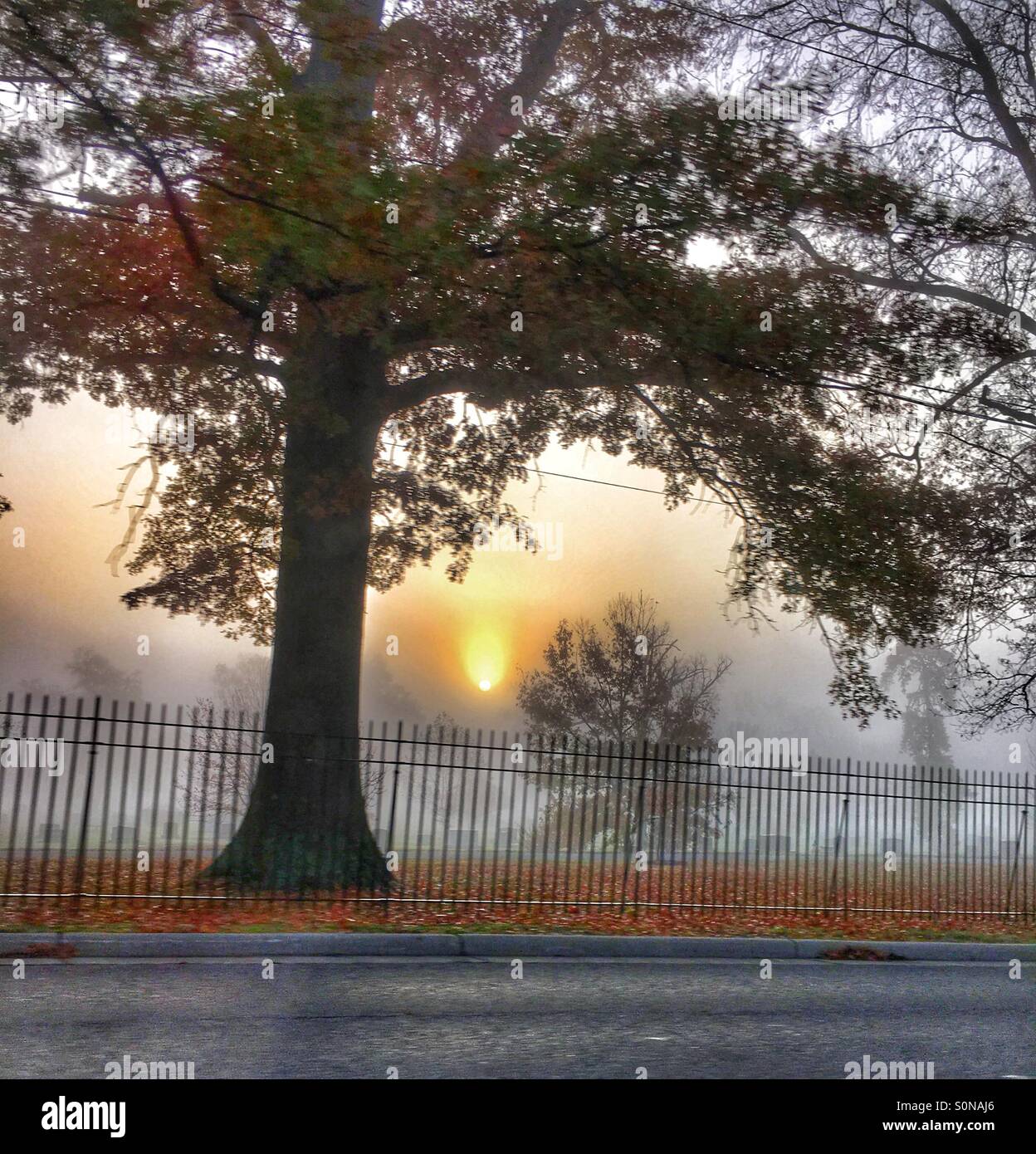 Autumn tree in a foggy graveyard (1) Stock Photo