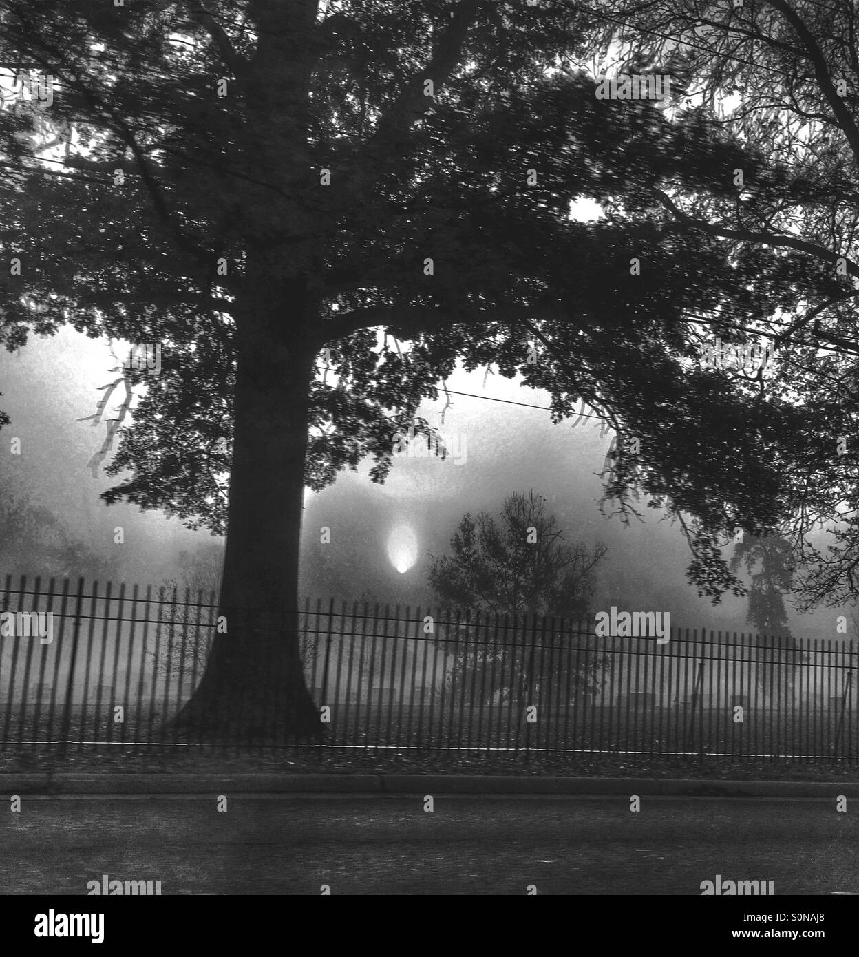 Autumn tree in a foggy graveyard (2) Stock Photo