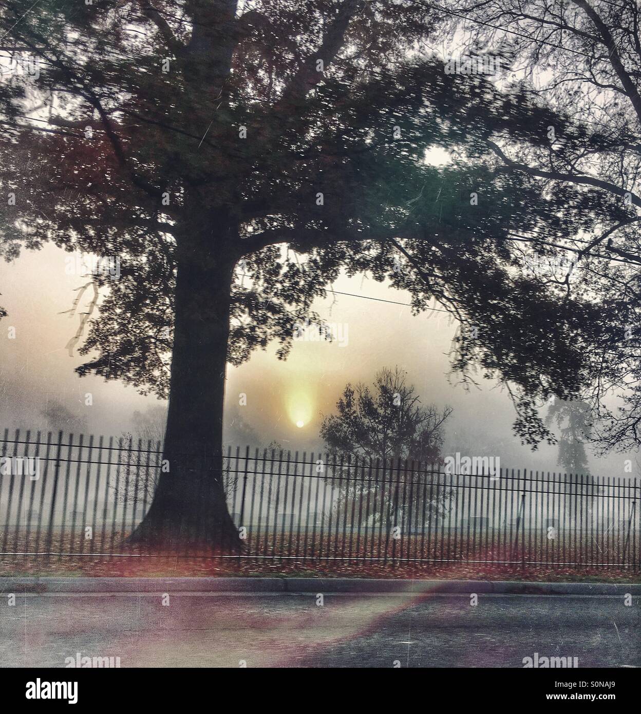 Autumn tree in a foggy graveyard (3) - Smartphone Captured Stock Image