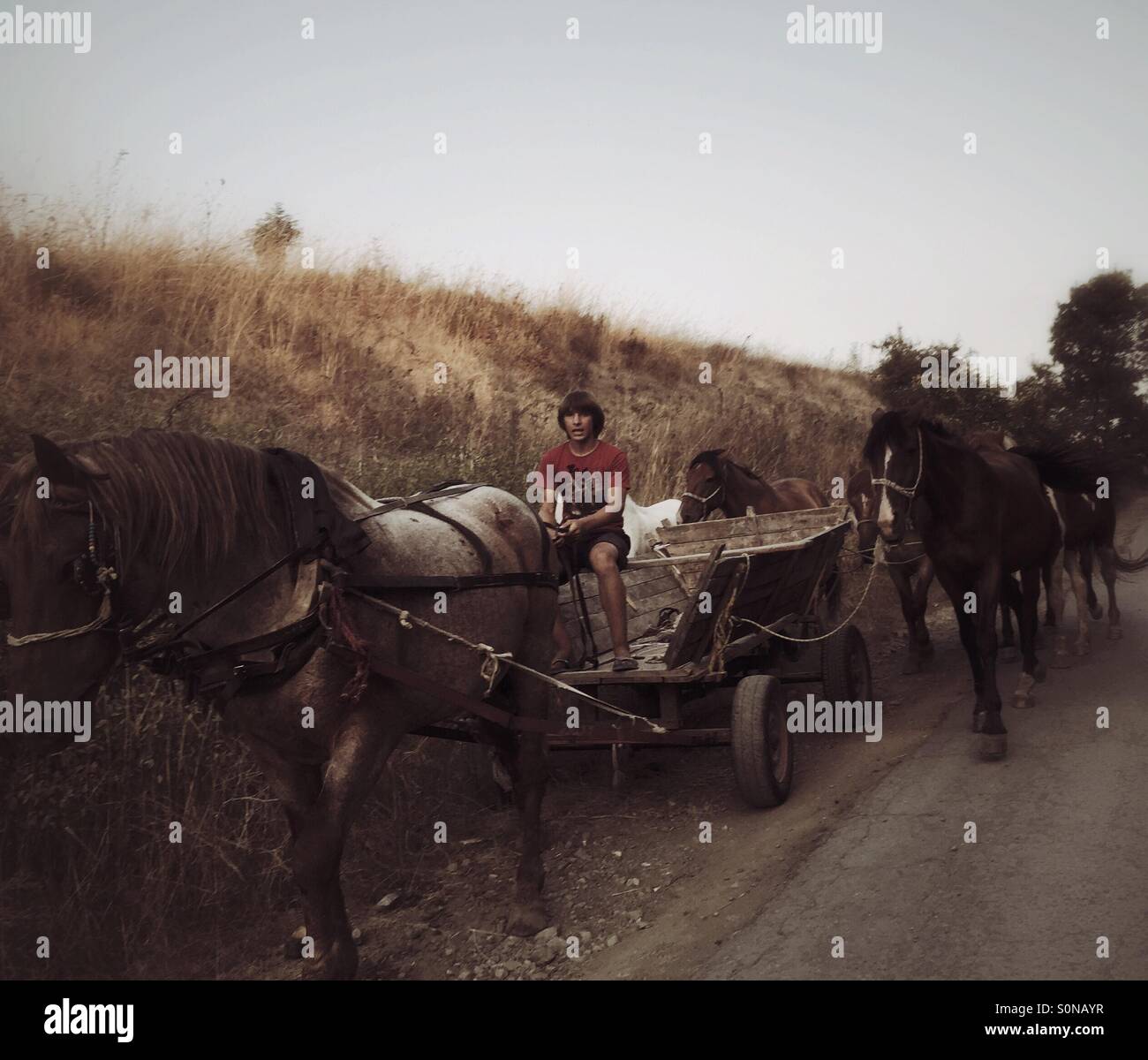 Rural road and carriage Bulgaria Balkans - Smartphone Captured Stock Image