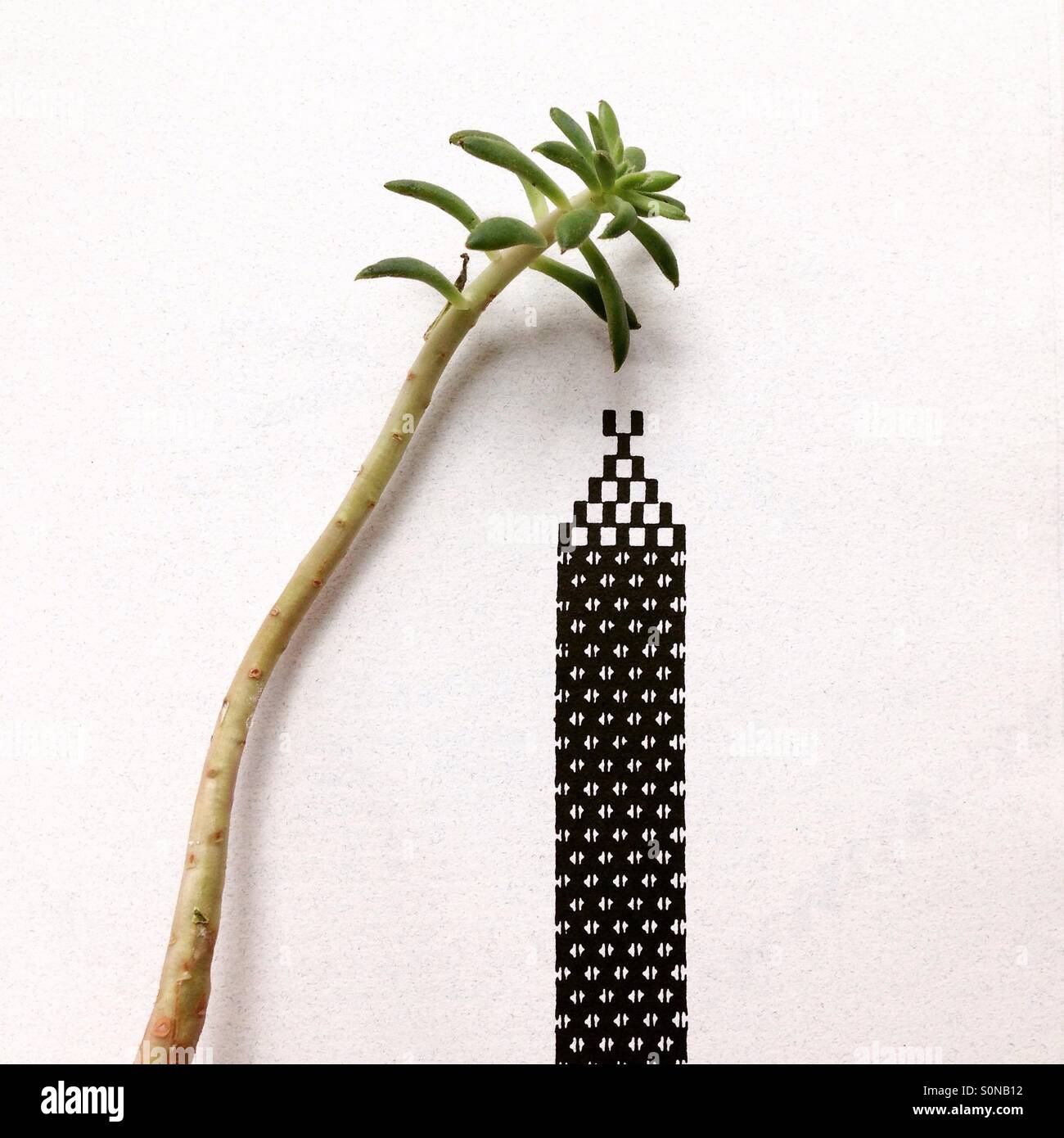 A tree grows in Brooklyn Stock Photo Alamy