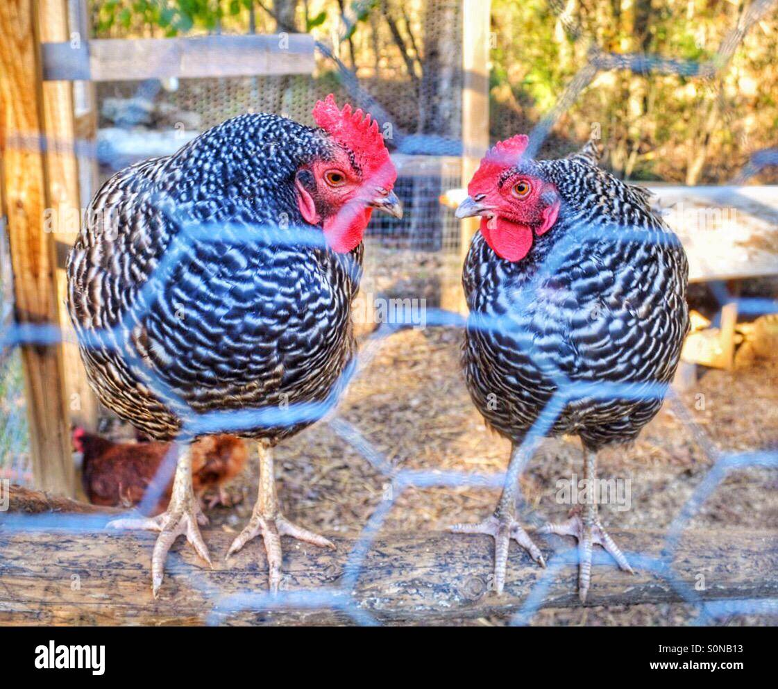 Plymouth Rock Hens Stock Photo Alamy