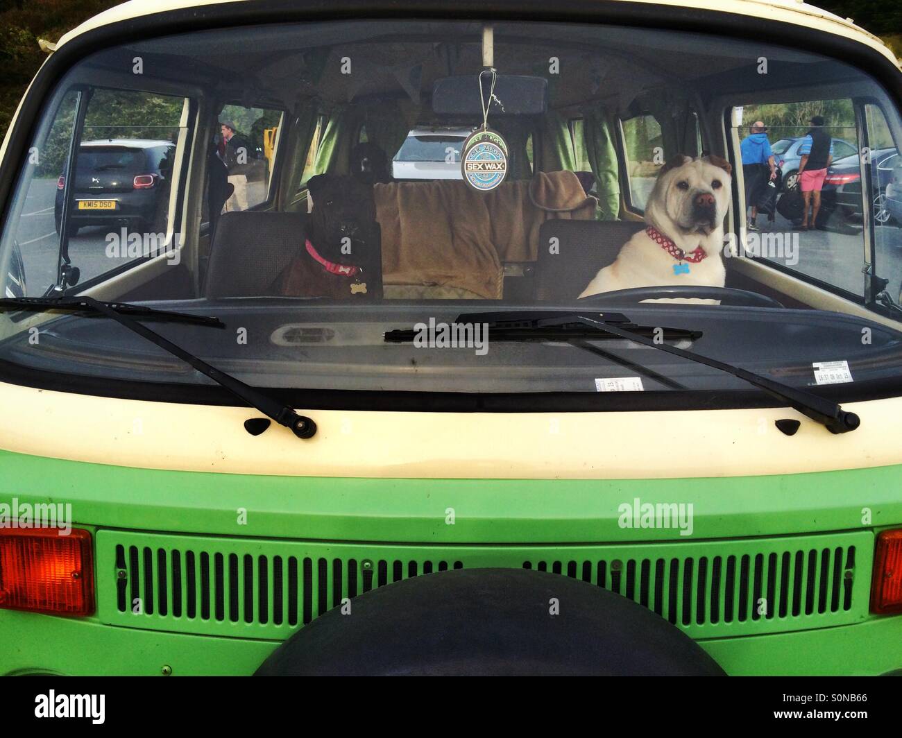 Two dogs sitting on the front seats of a VW campervan - Smartphone Captured Stock Image