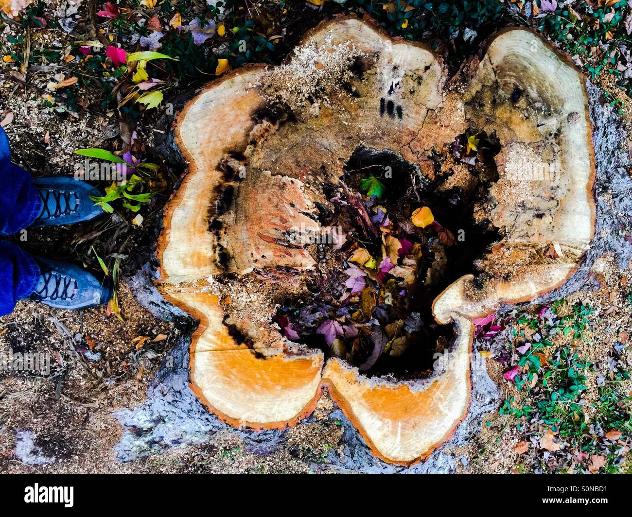 Man inspects tree base hollowed out by insects. - Smartphone Captured Stock Image
