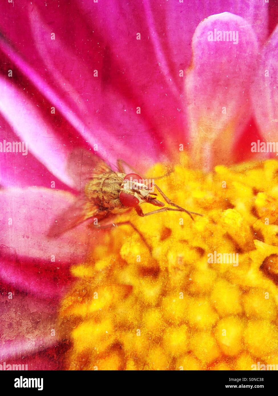Fly on cosmos flower - Smartphone Captured Stock Image