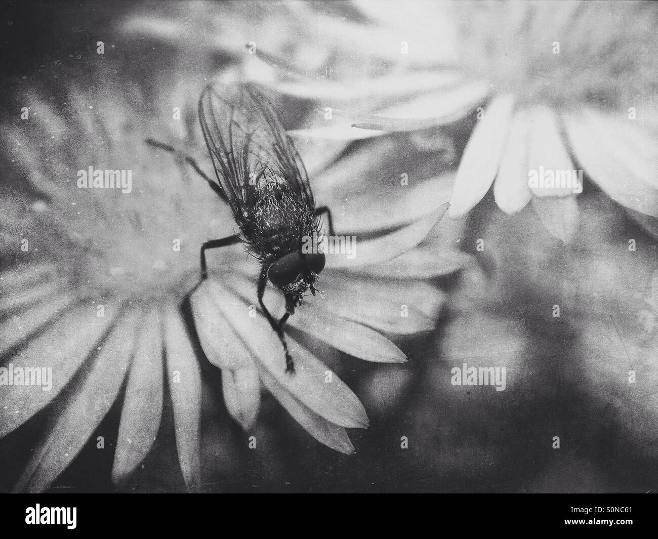 Fly on Michaelmas Daisy - Smartphone Captured Stock Image