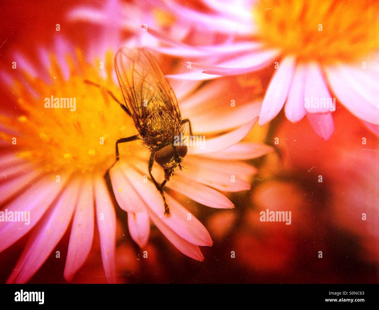 Fly on Michaelmas Daisy - Smartphone Captured Stock Image