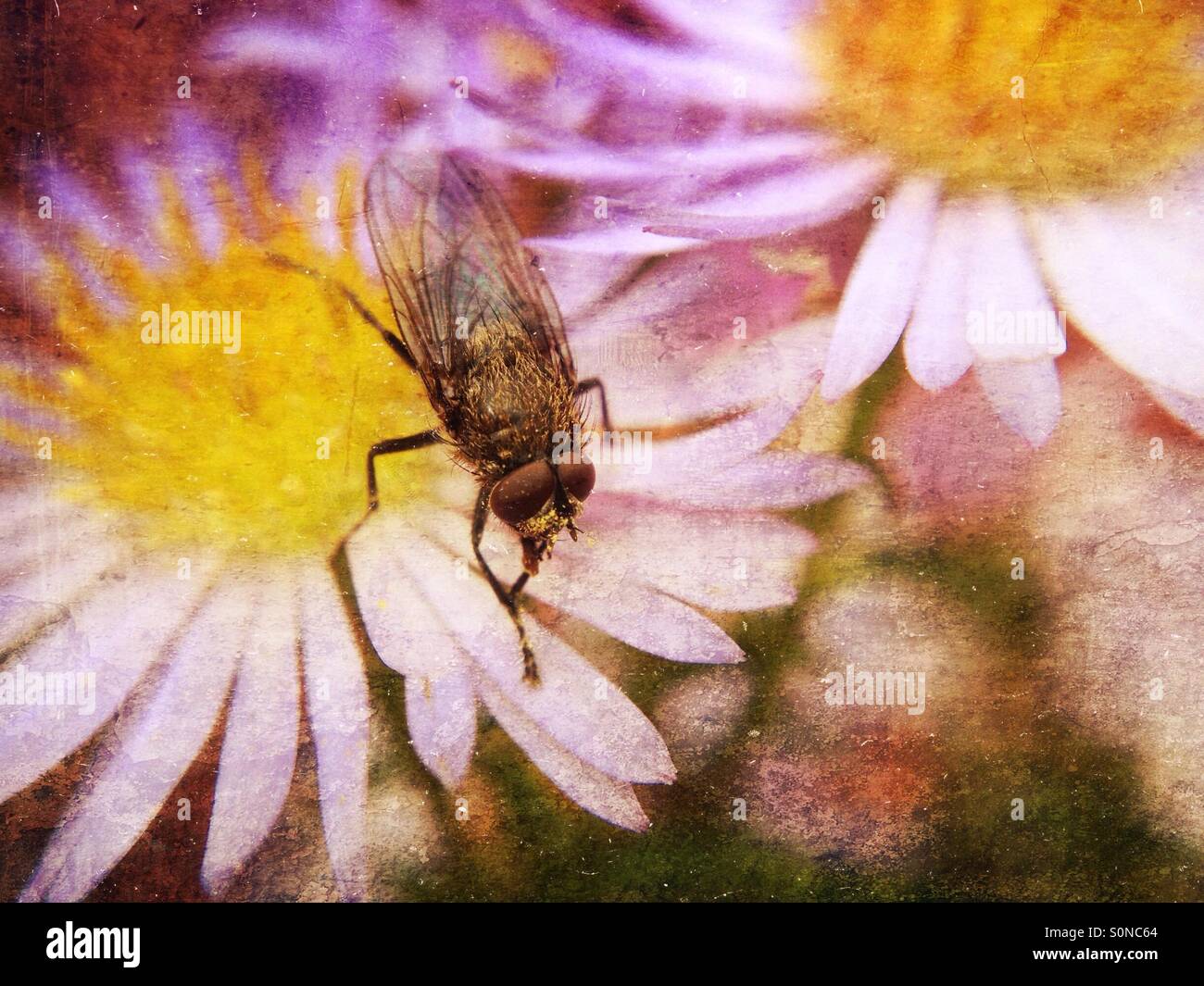Fly on Michaelmas Daisy - Smartphone Captured Stock Image