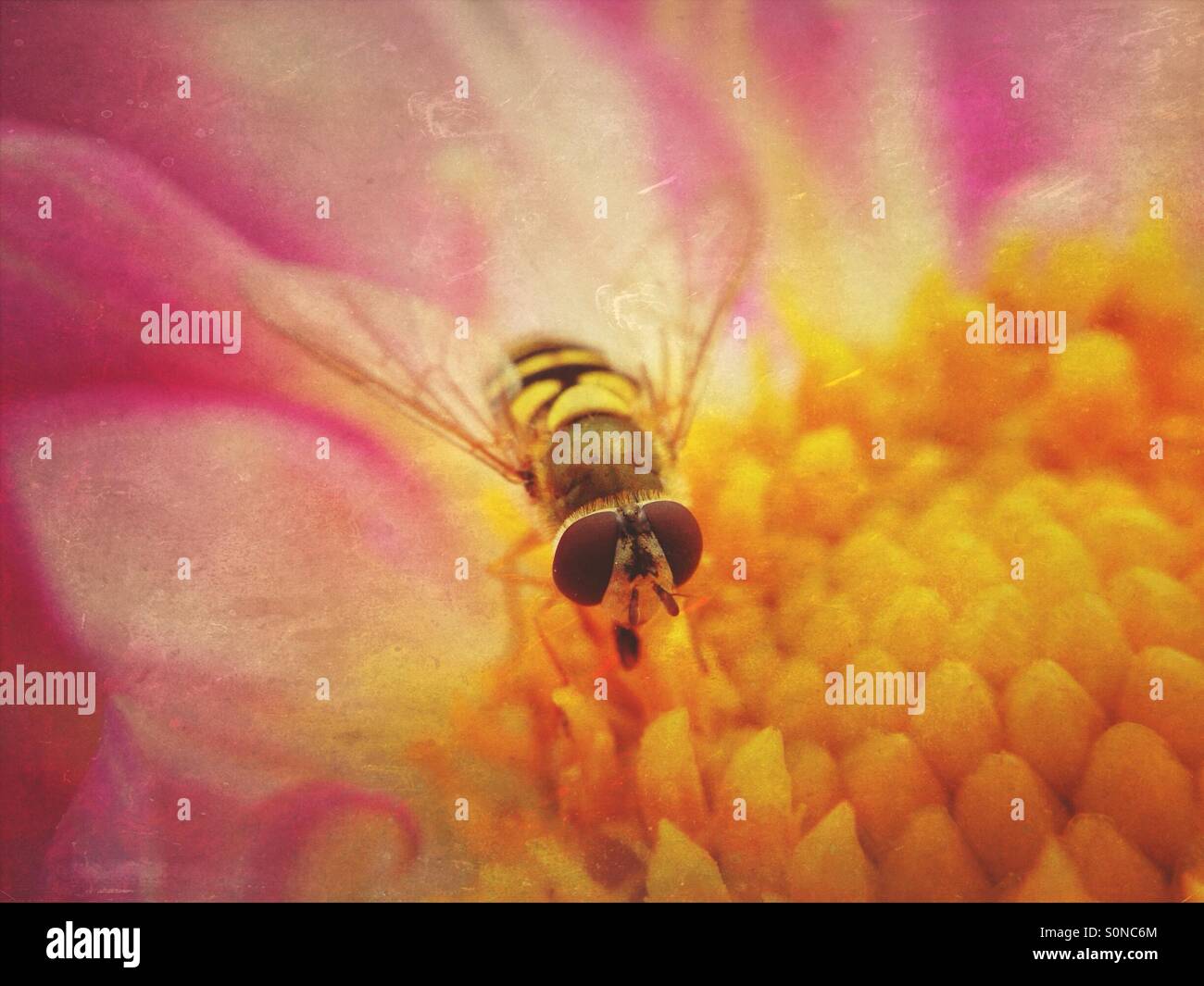 Hoverfly on cosmos flower - Smartphone Captured Stock Image