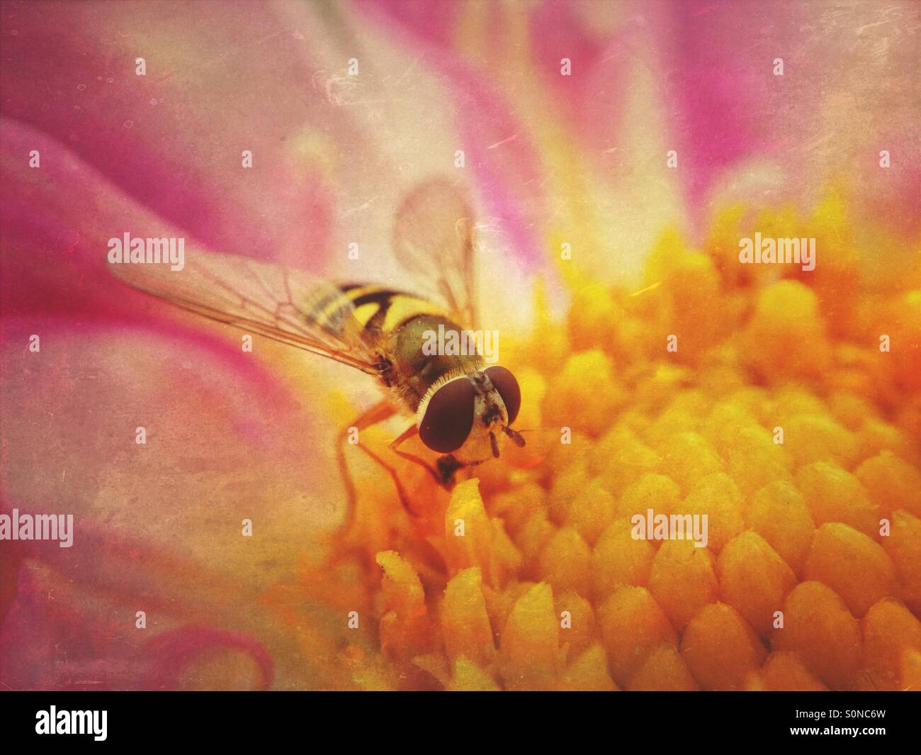 Hoverfly on cosmos flower - Smartphone Captured Stock Image