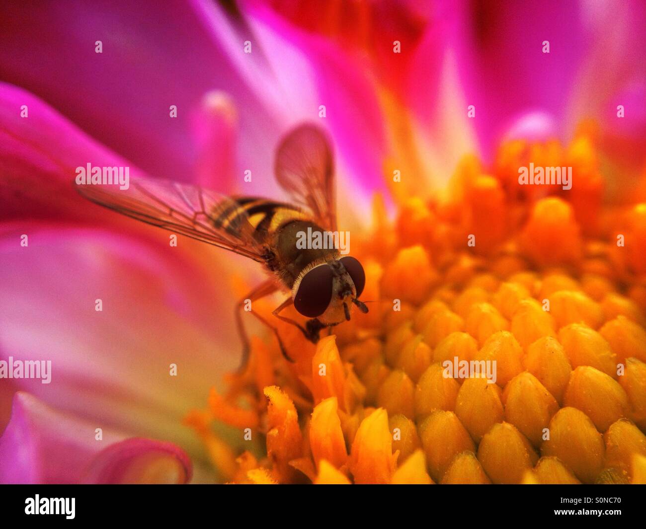 Hoverfly on cosmos flower Stock Photo