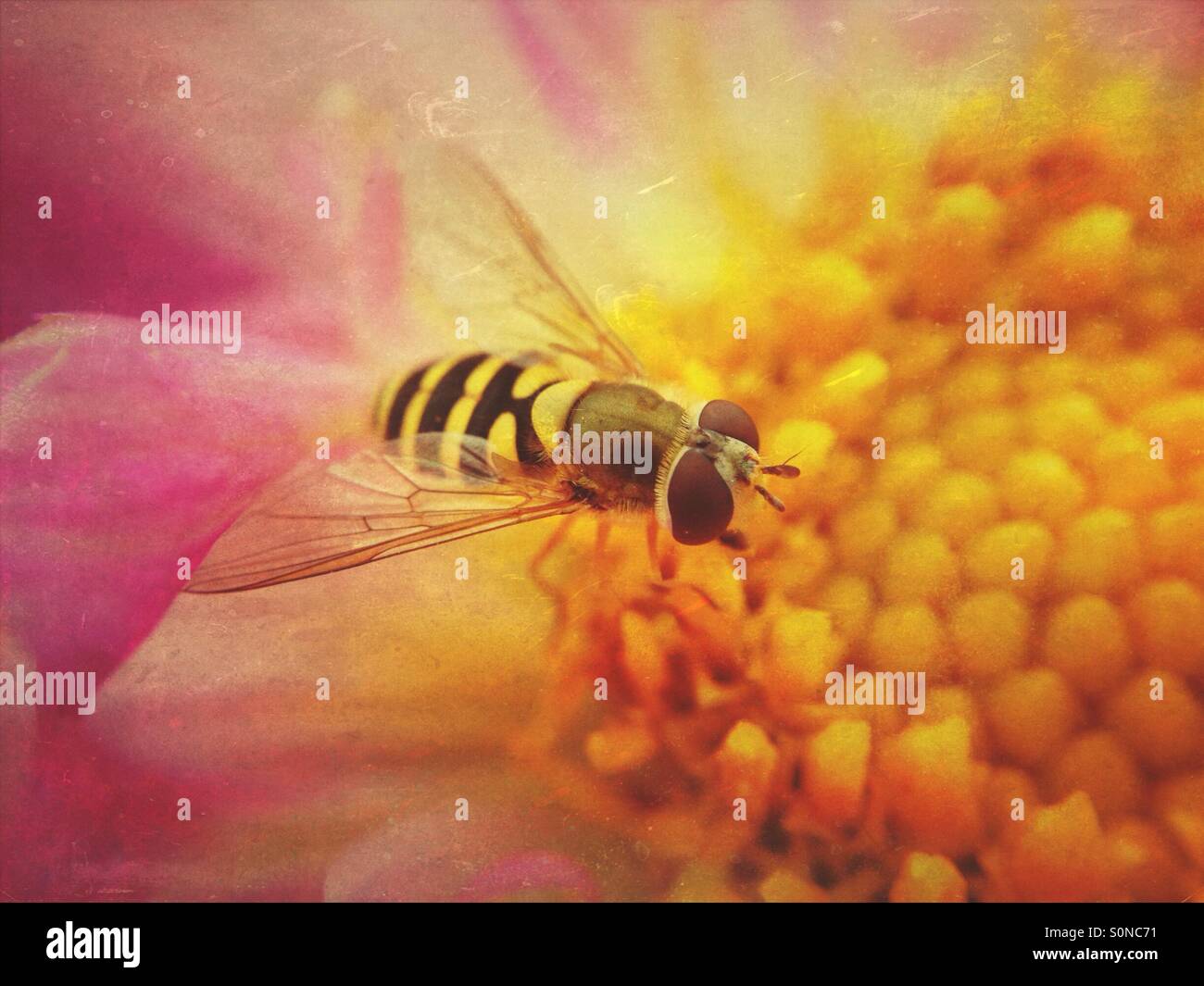 Hoverfly on cosmos flower - Smartphone Captured Stock Image