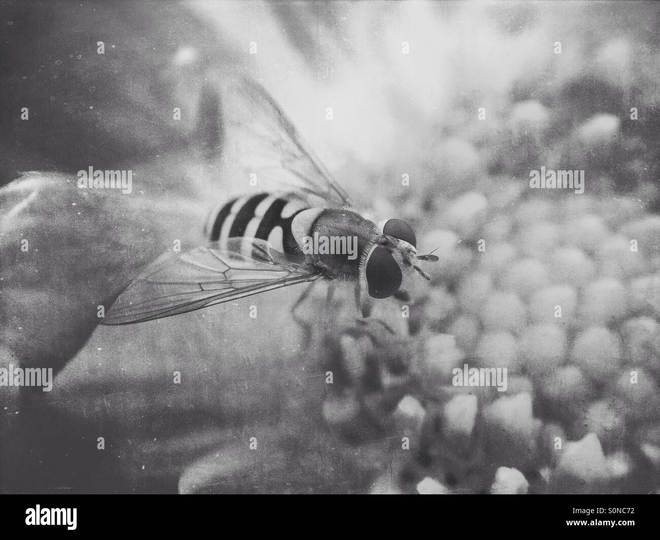 Hoverfly on cosmos flower - Smartphone Captured Stock Image