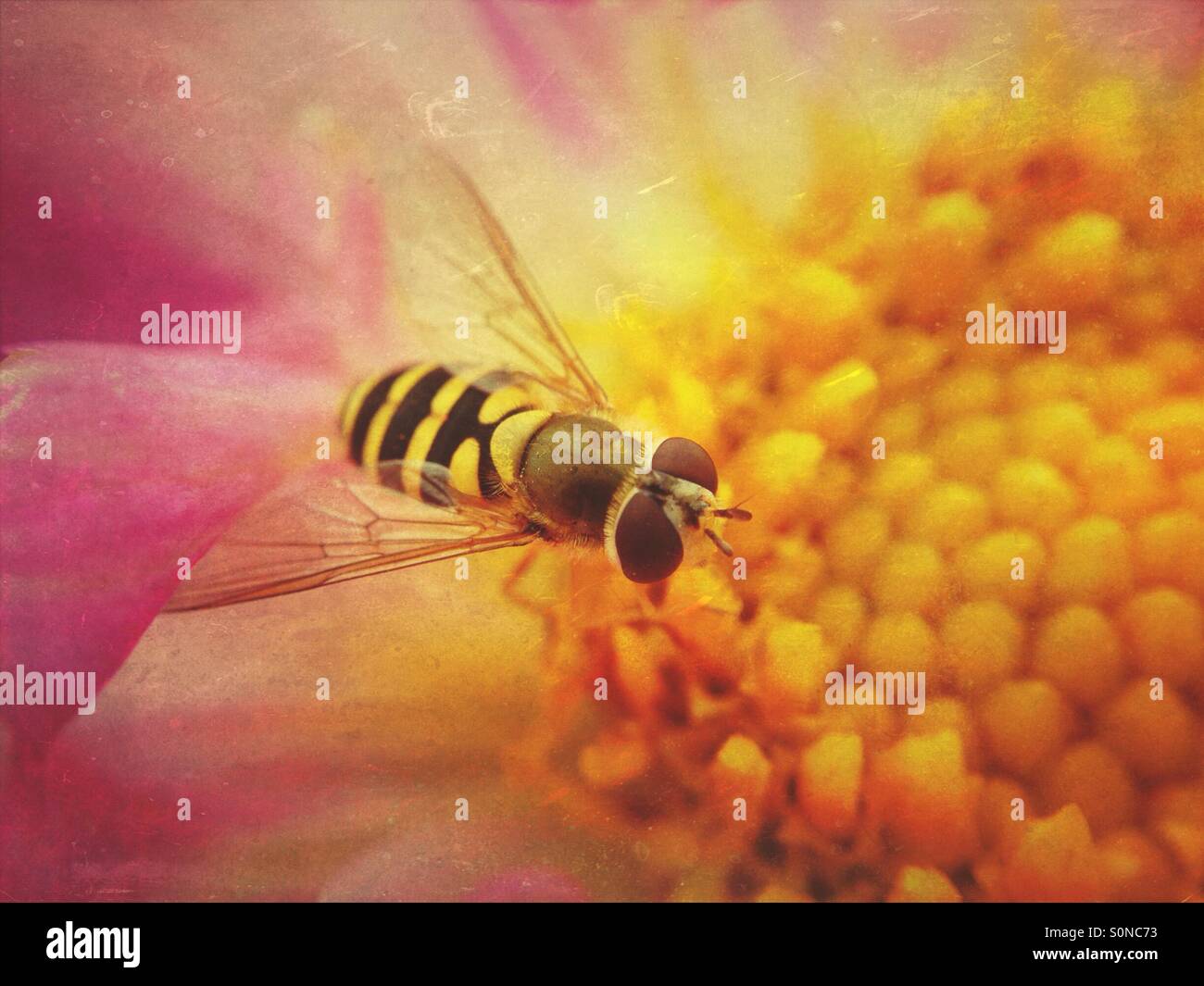 Hoverfly on cosmos flower - Smartphone Captured Stock Image