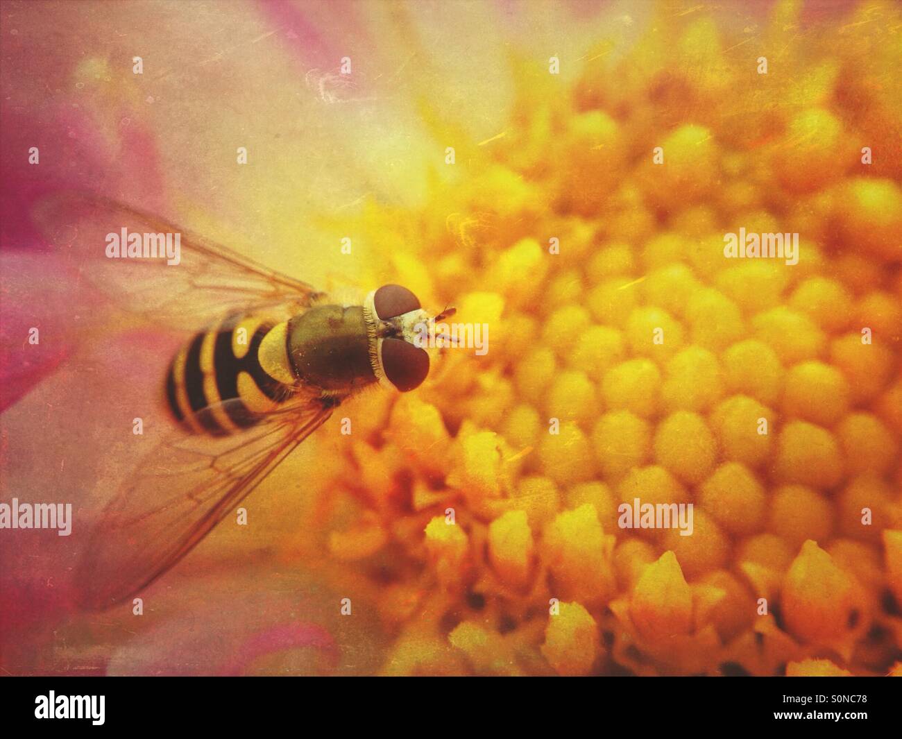 Hoverfly on cosmos flower - Smartphone Captured Stock Image