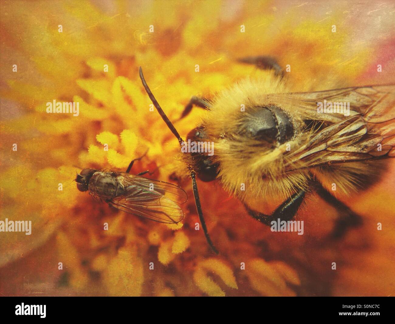 Bee and fly on dahlia - Smartphone Captured Stock Image