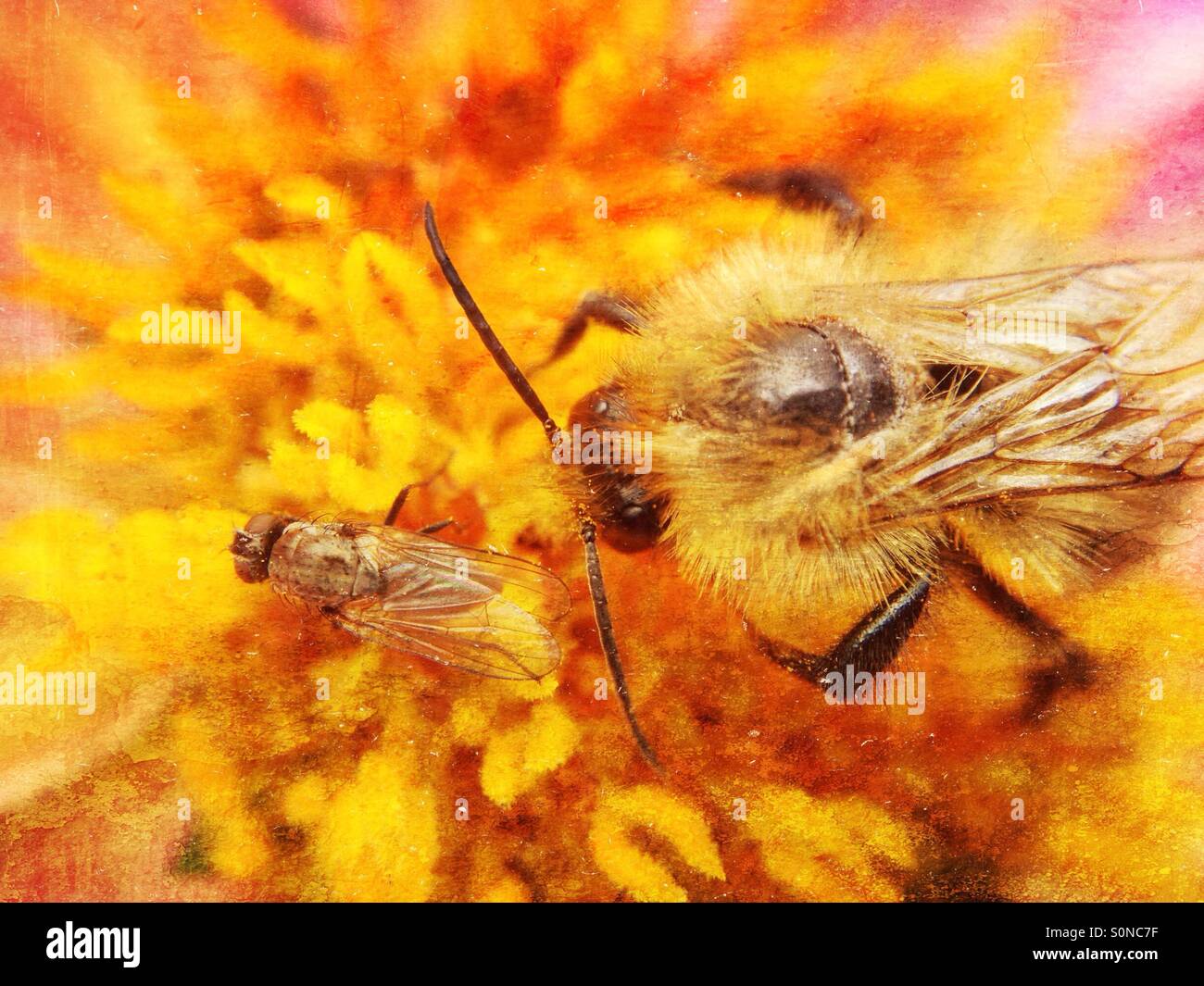 Bee and fly on dahlia - Smartphone Captured Stock Image