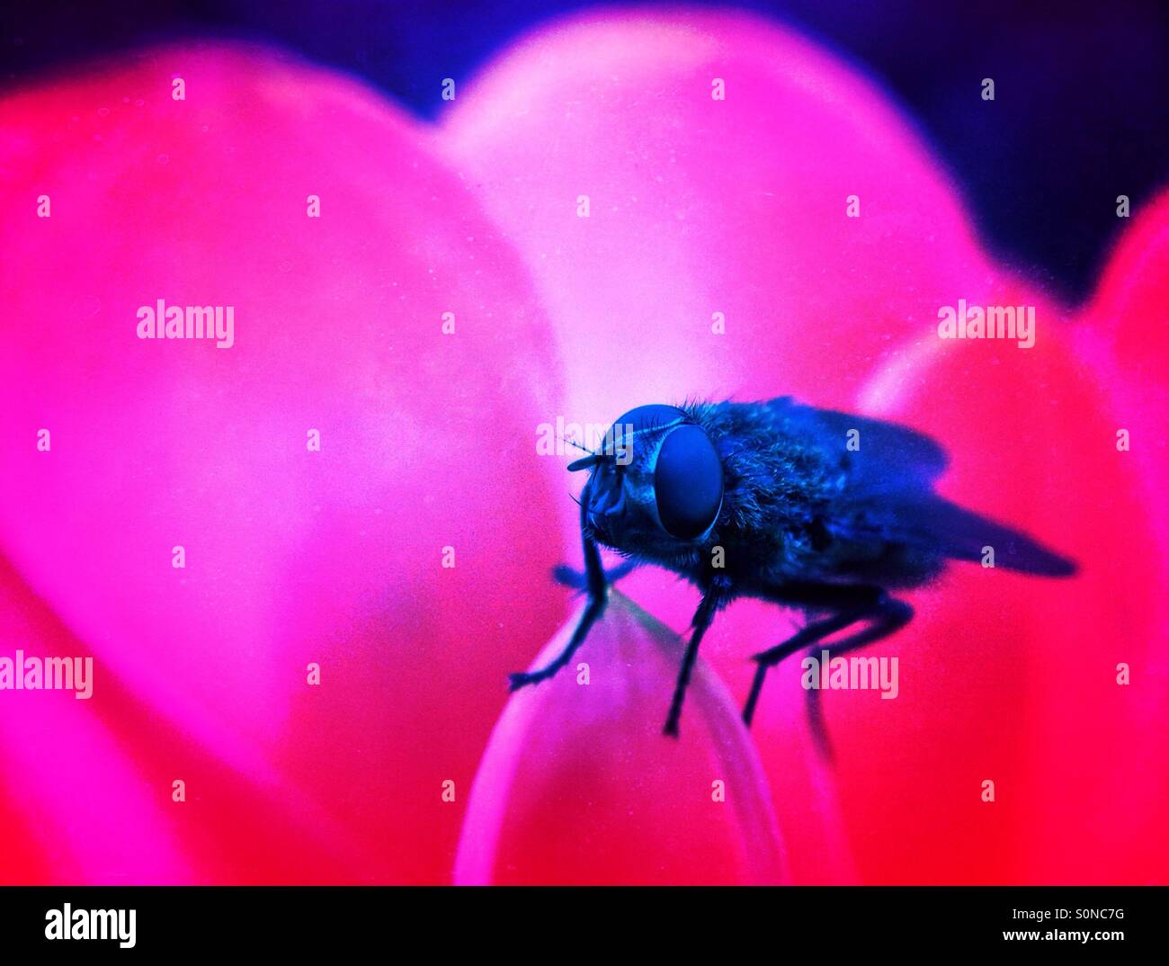 Fly on petals - Smartphone Captured Stock Image