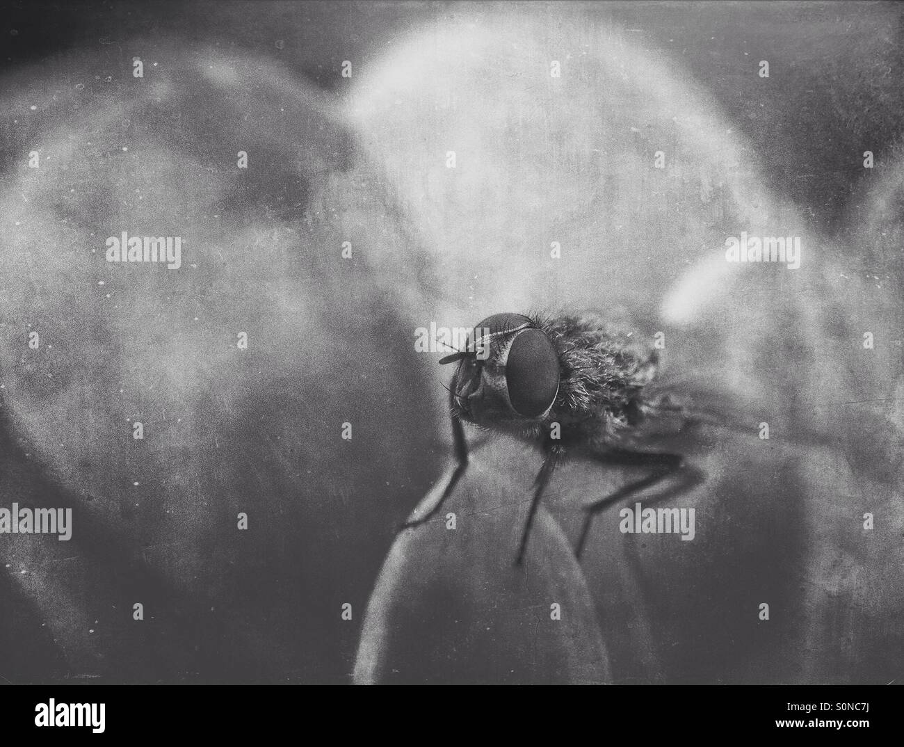 Fly on petals - Smartphone Captured Stock Image