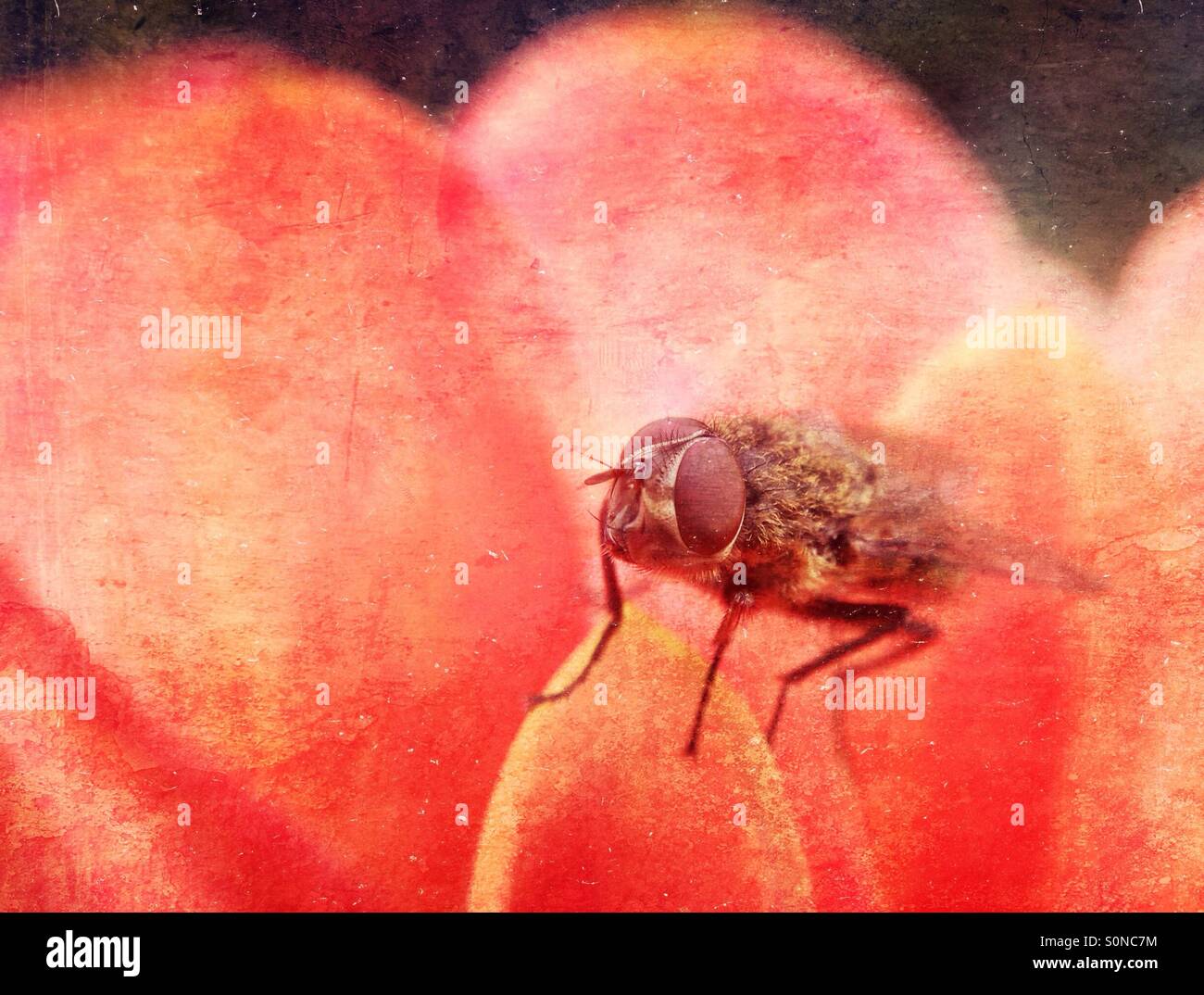 Fly on petals - Smartphone Captured Stock Image