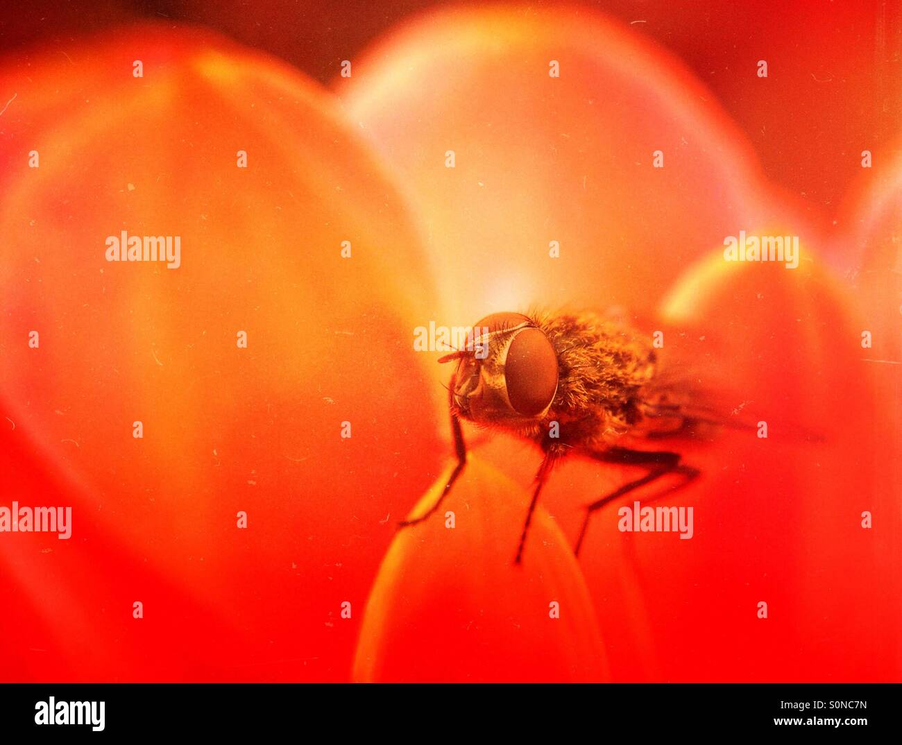 Fly on petals - Smartphone Captured Stock Image