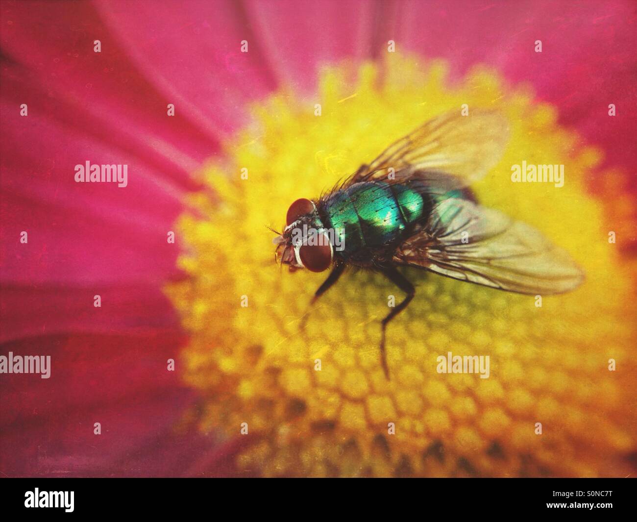 Fly on chrysanthemum - Smartphone Captured Stock Image