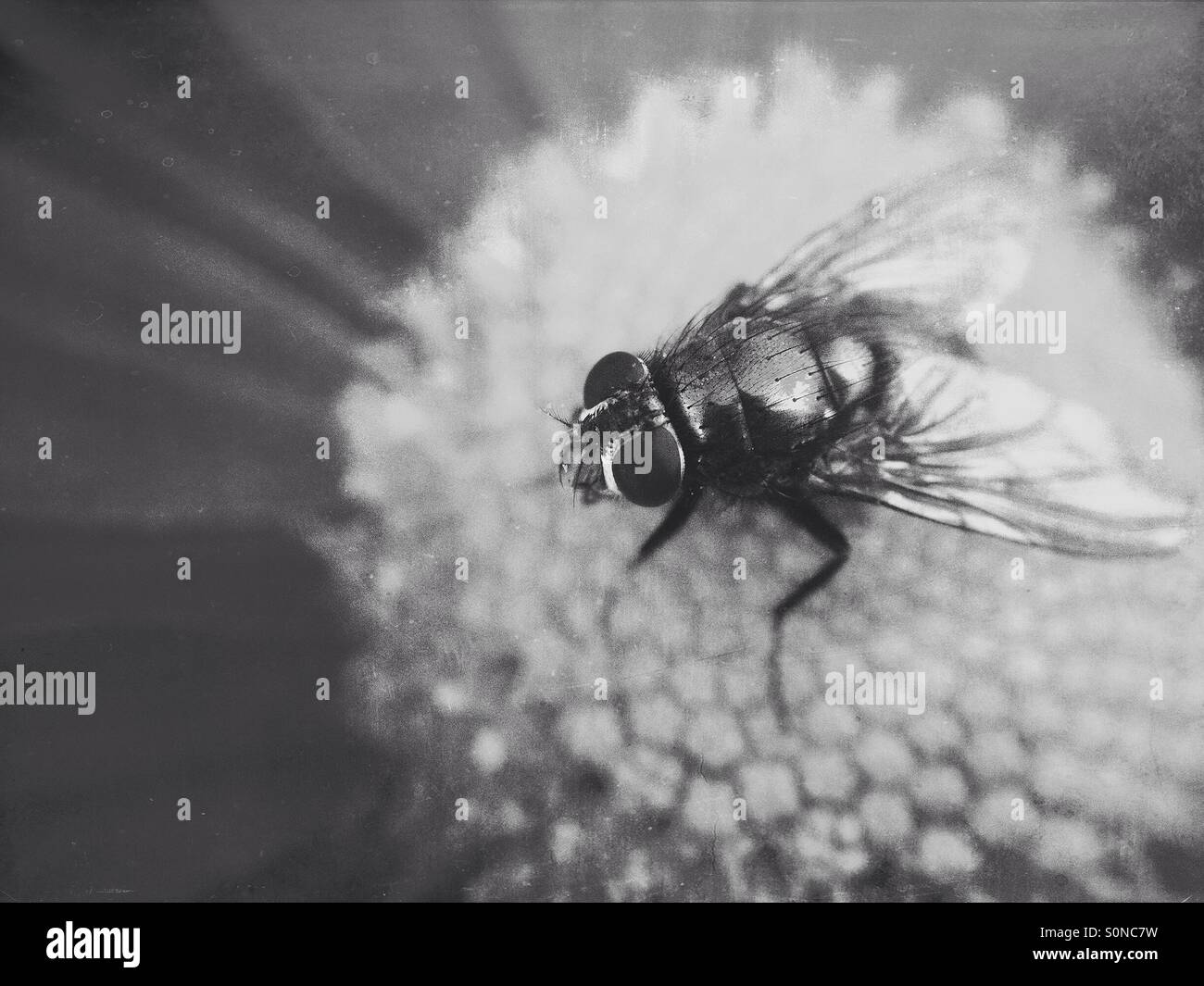 Fly on chrysanthemum - Smartphone Captured Stock Image