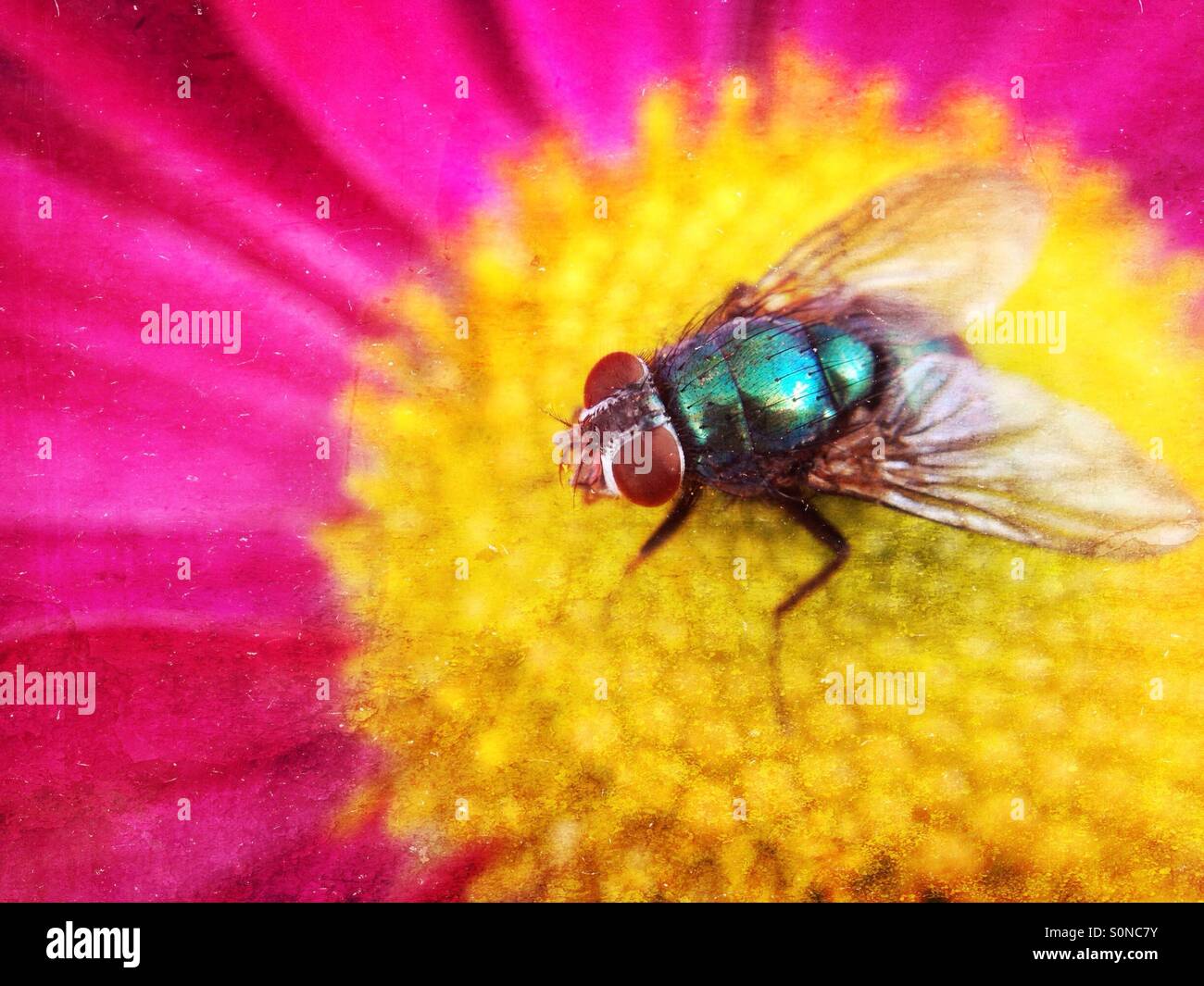 Fly on chrysanthemum - Smartphone Captured Stock Image